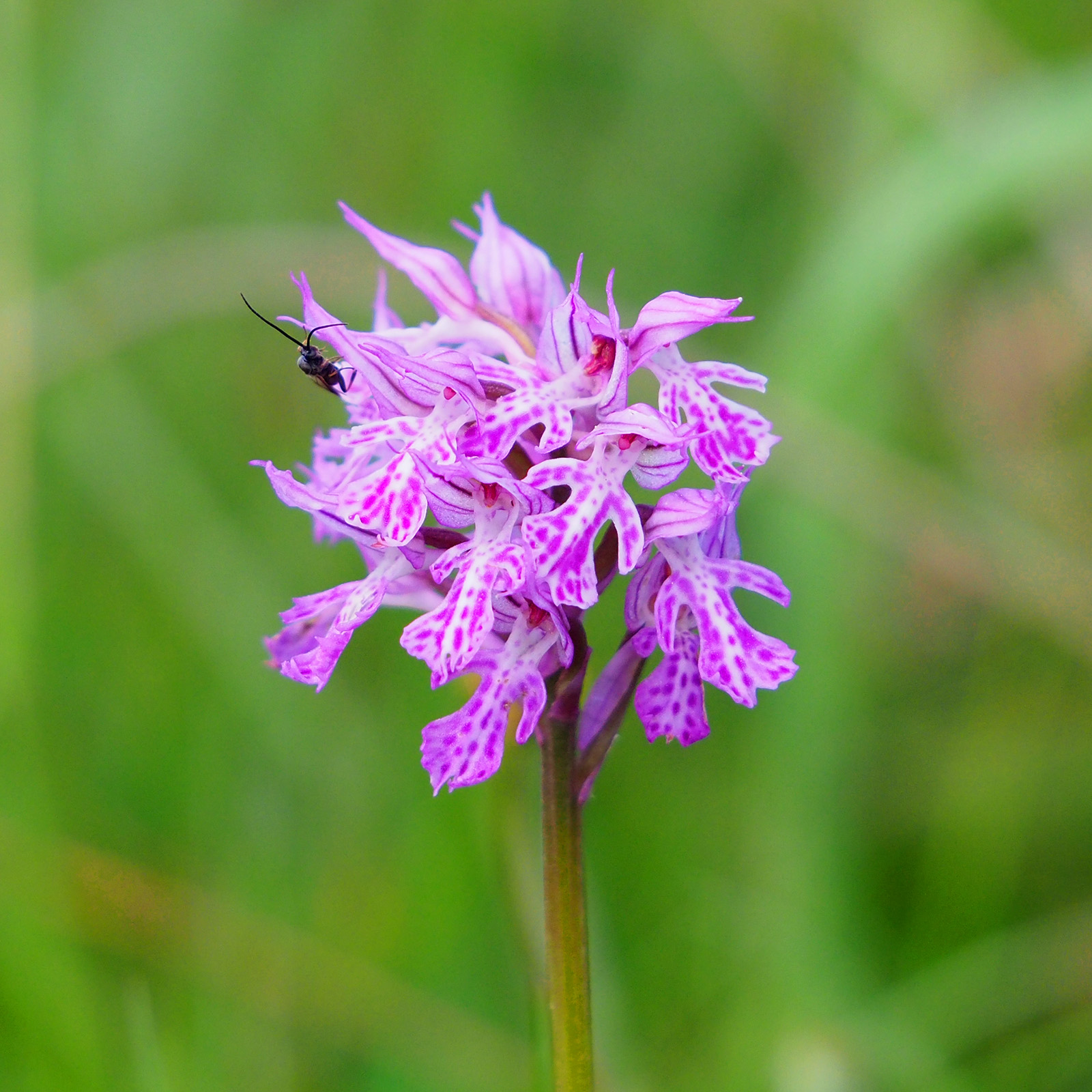 neotinea tridentata_remschnigg24.jpg