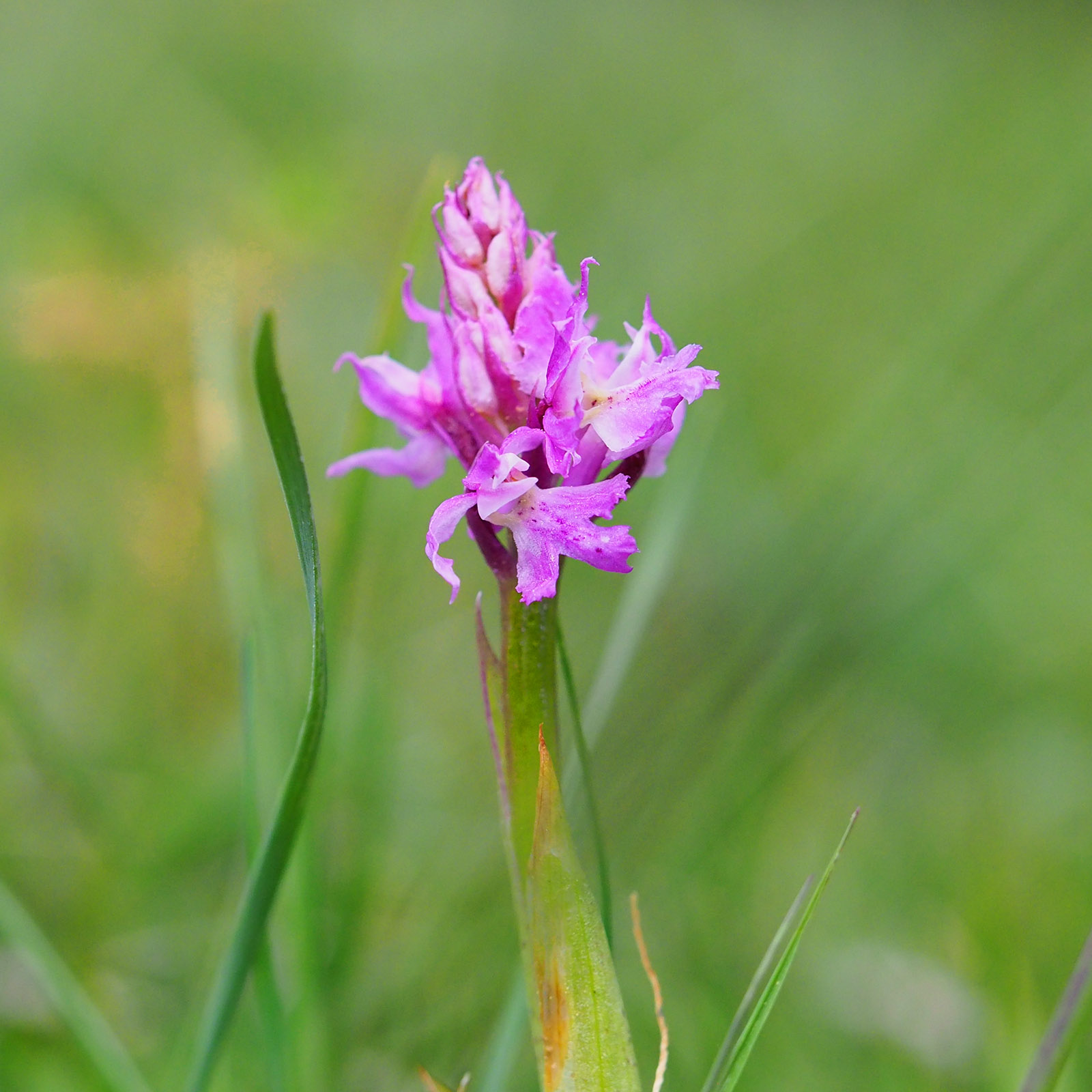 orchis mascula ssp. speciosa_nechnitz24.jpg