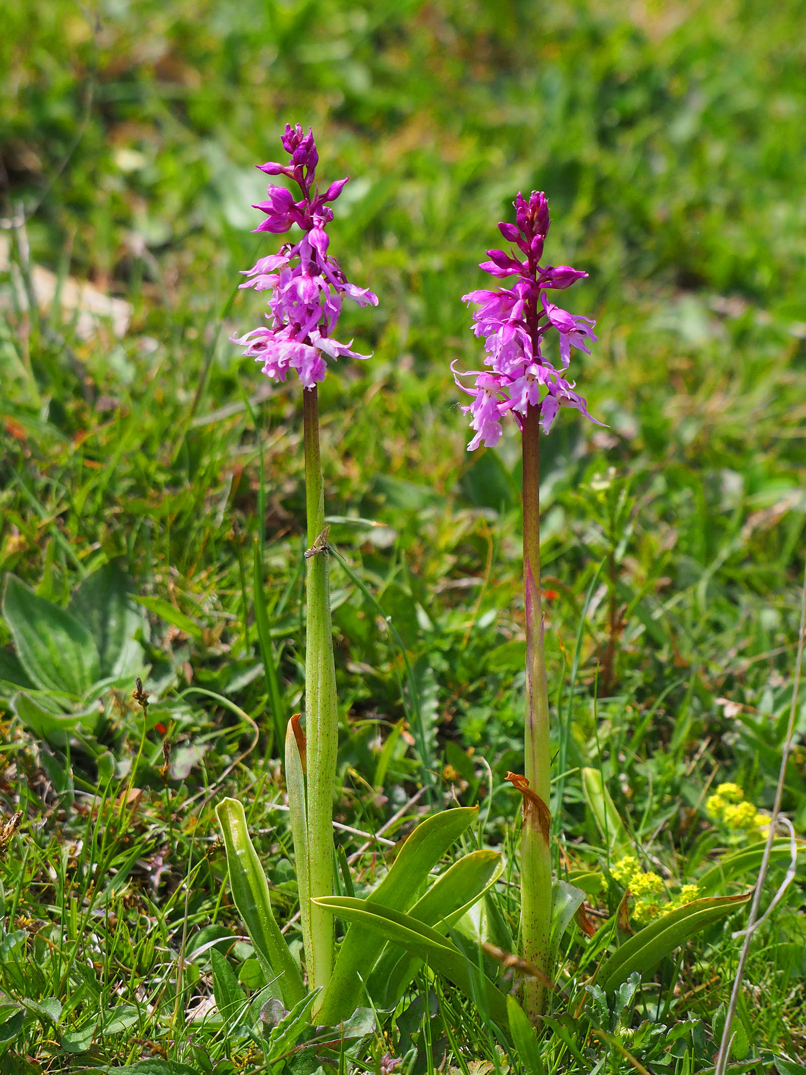 orchis mascula ssp. speciosa2_nechnitz24.jpg