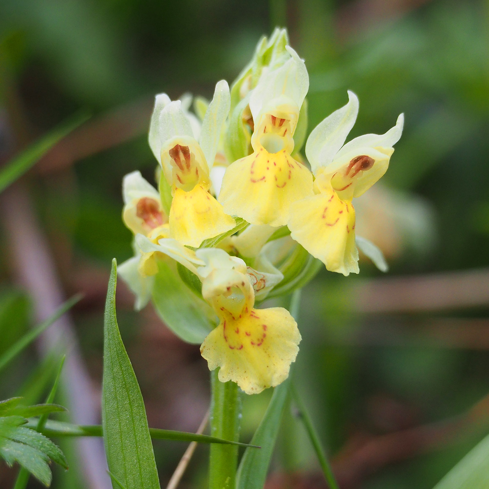 dactylorhiza sambucina_nechnitz24.jpg