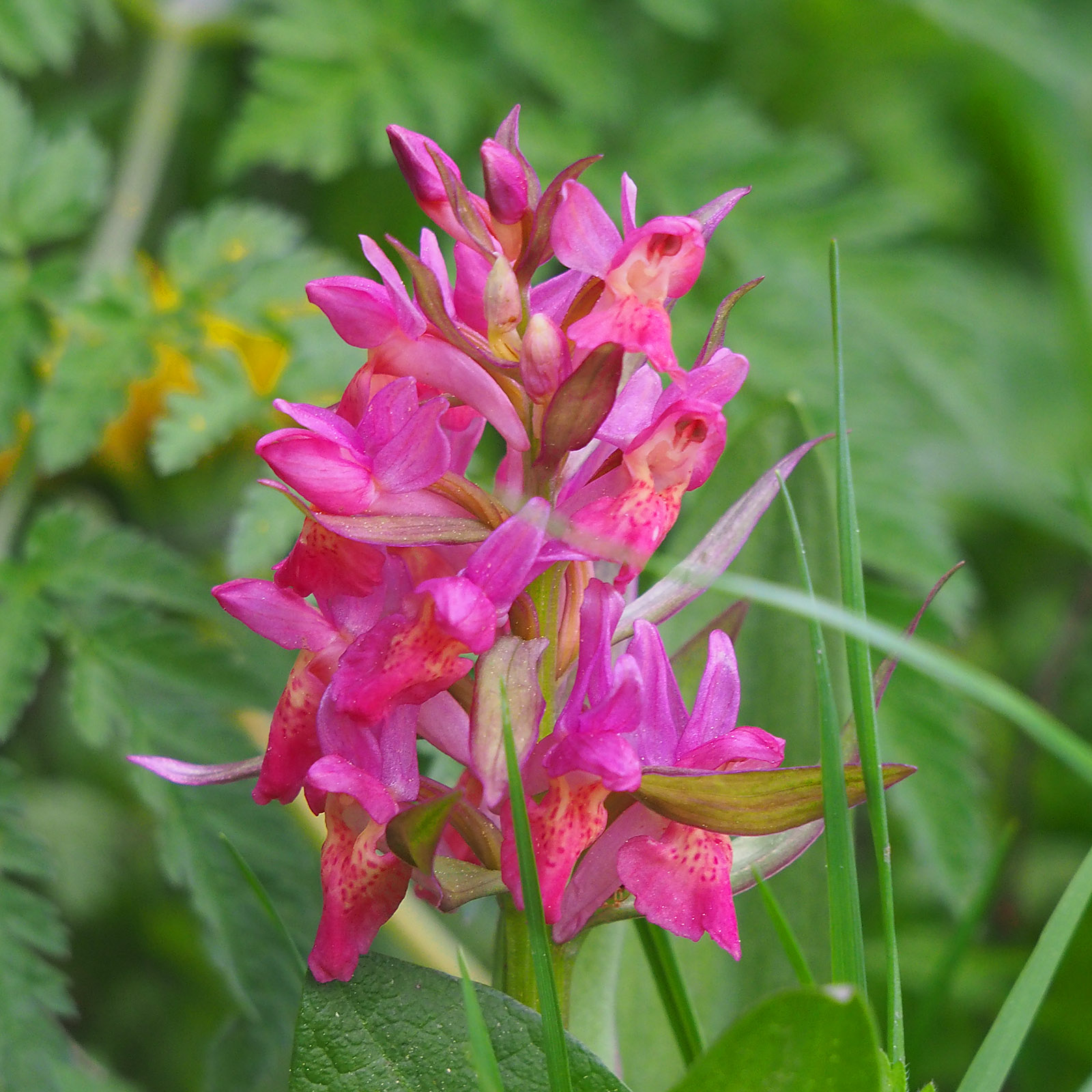 dactylorhiza sambucina2_nechnitz24.jpg