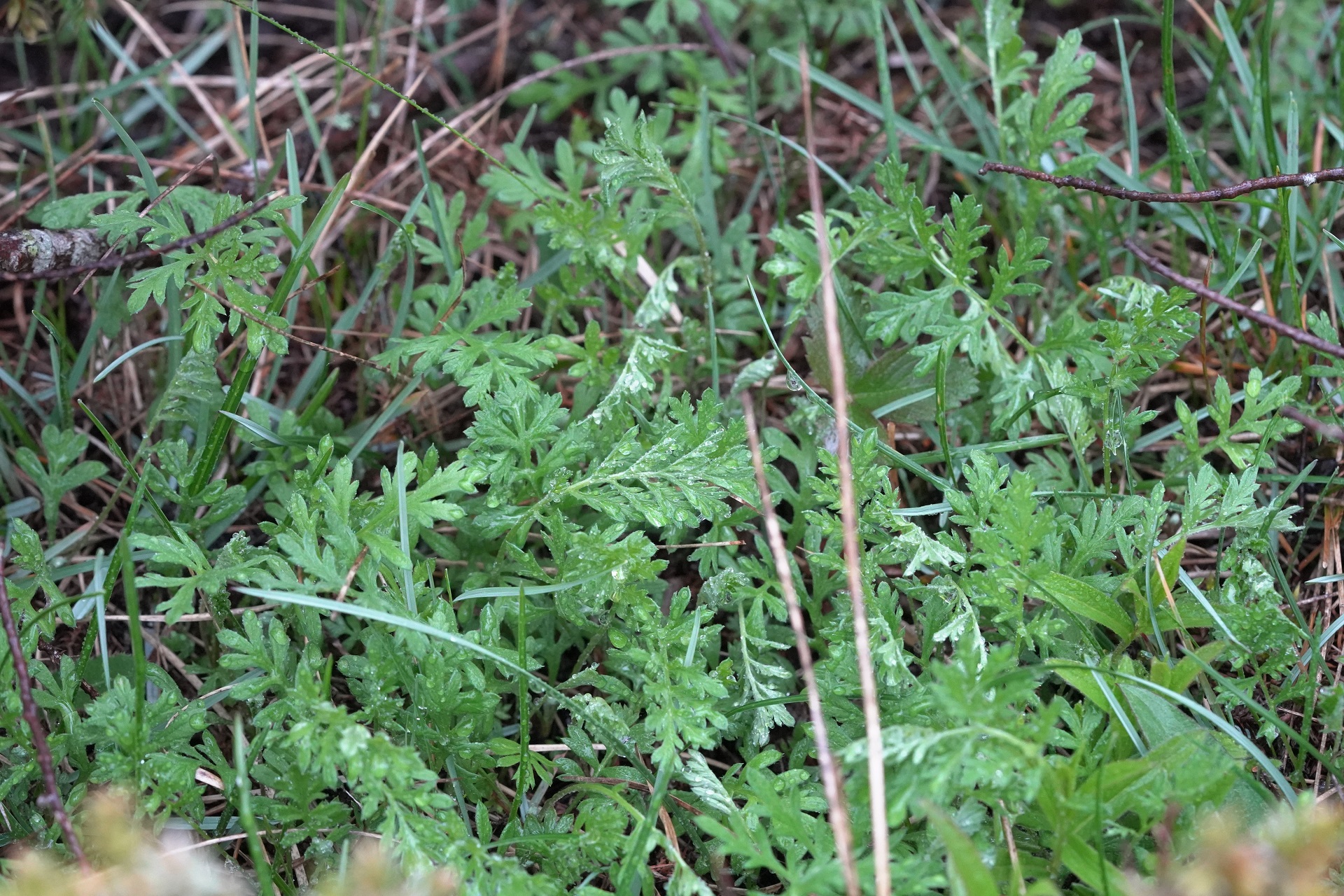 Artemisia oelandica.JPG