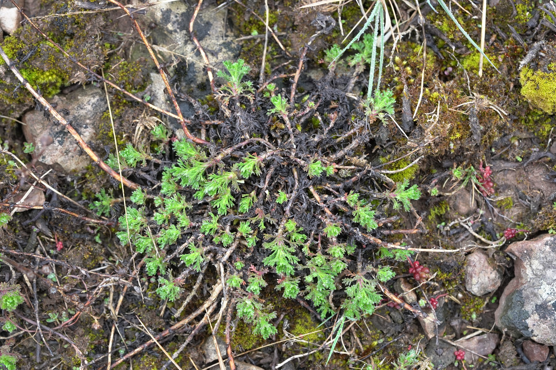 Artemisia rupestris.JPG