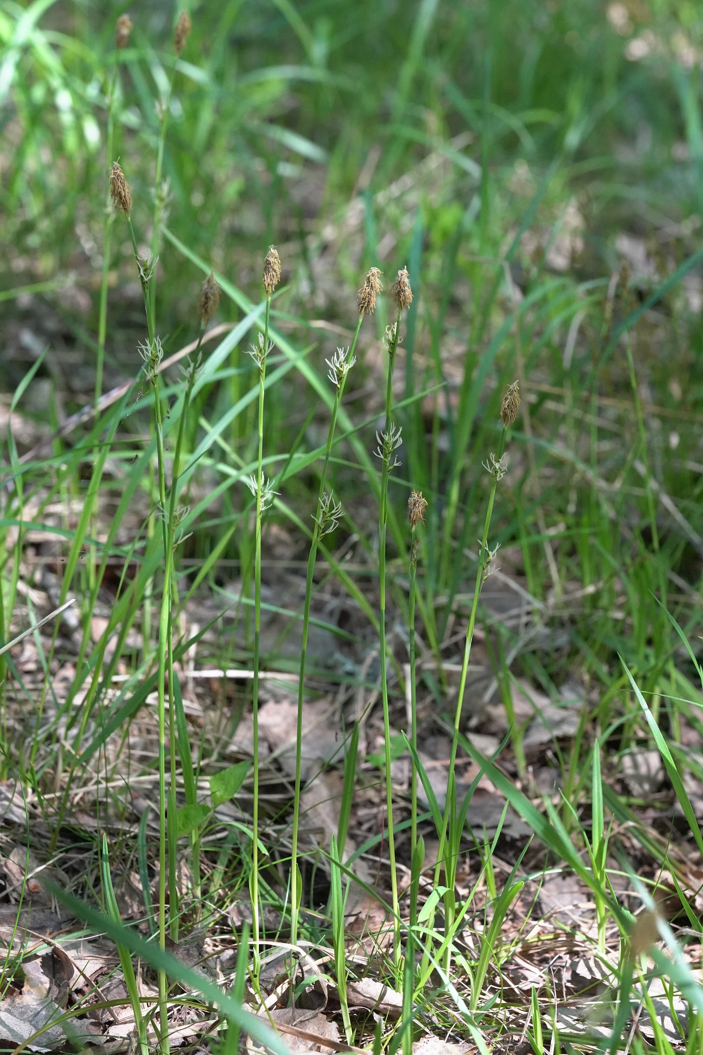 Carex vaginata 1.JPG