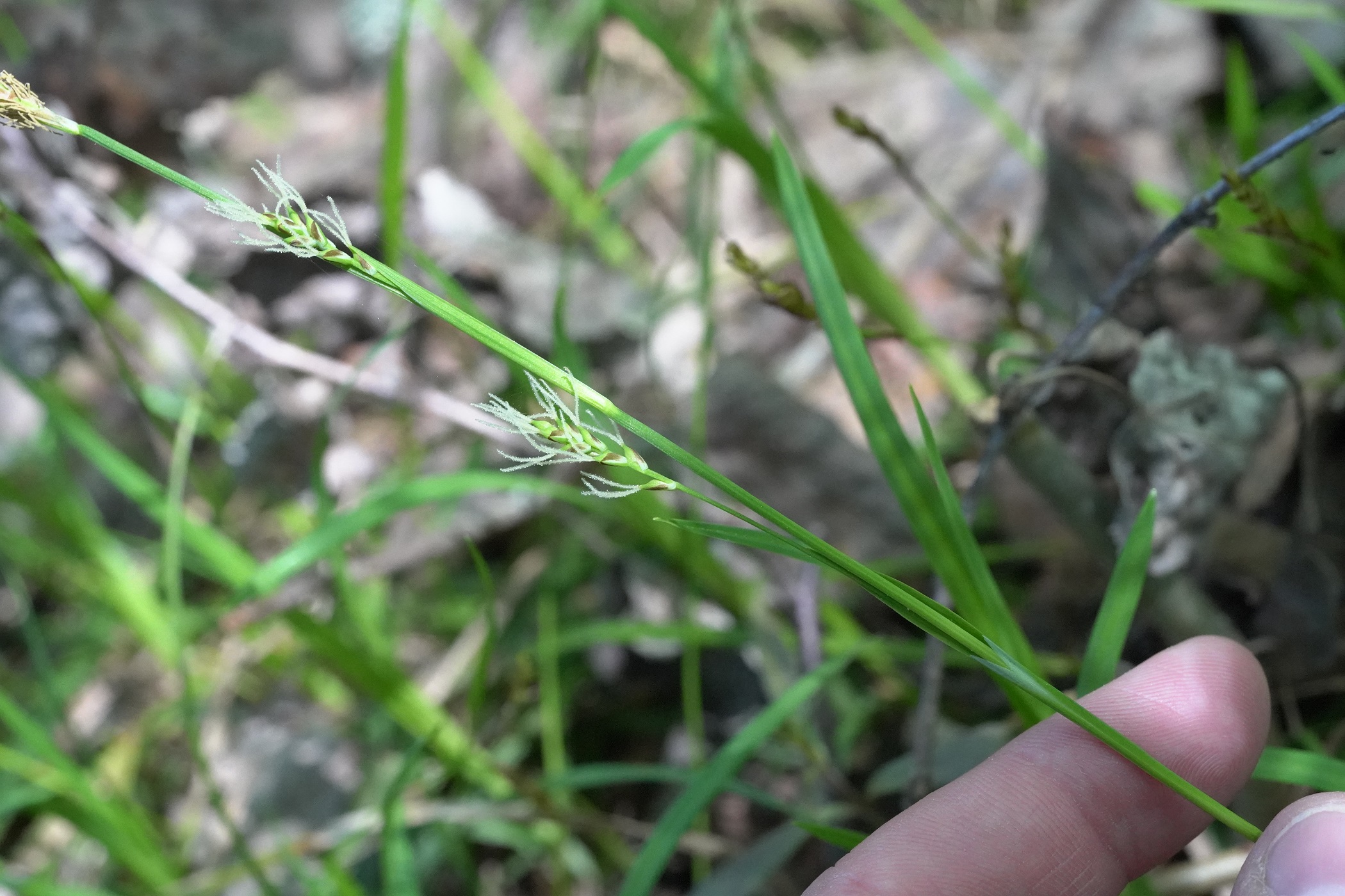 Carex vaginata 2.JPG