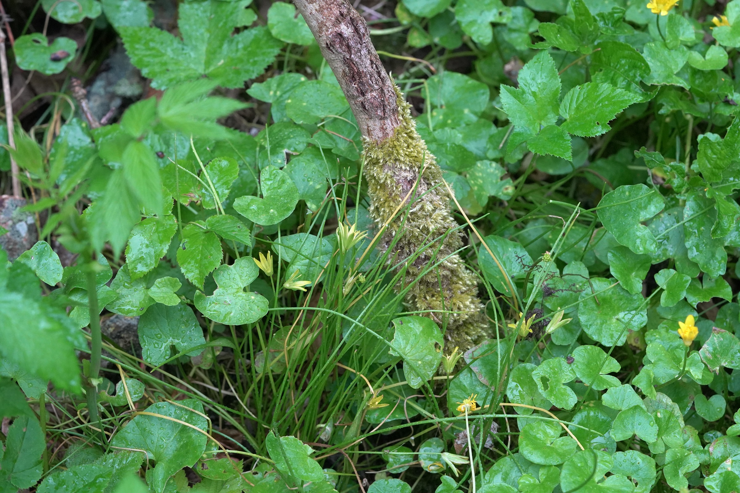 Gagea spathacea.JPG
