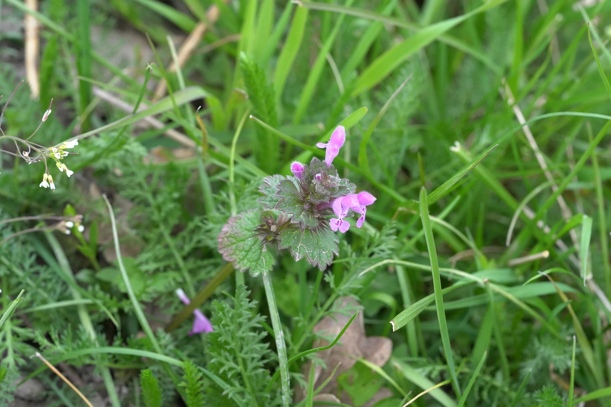 Lamium confertum.JPG