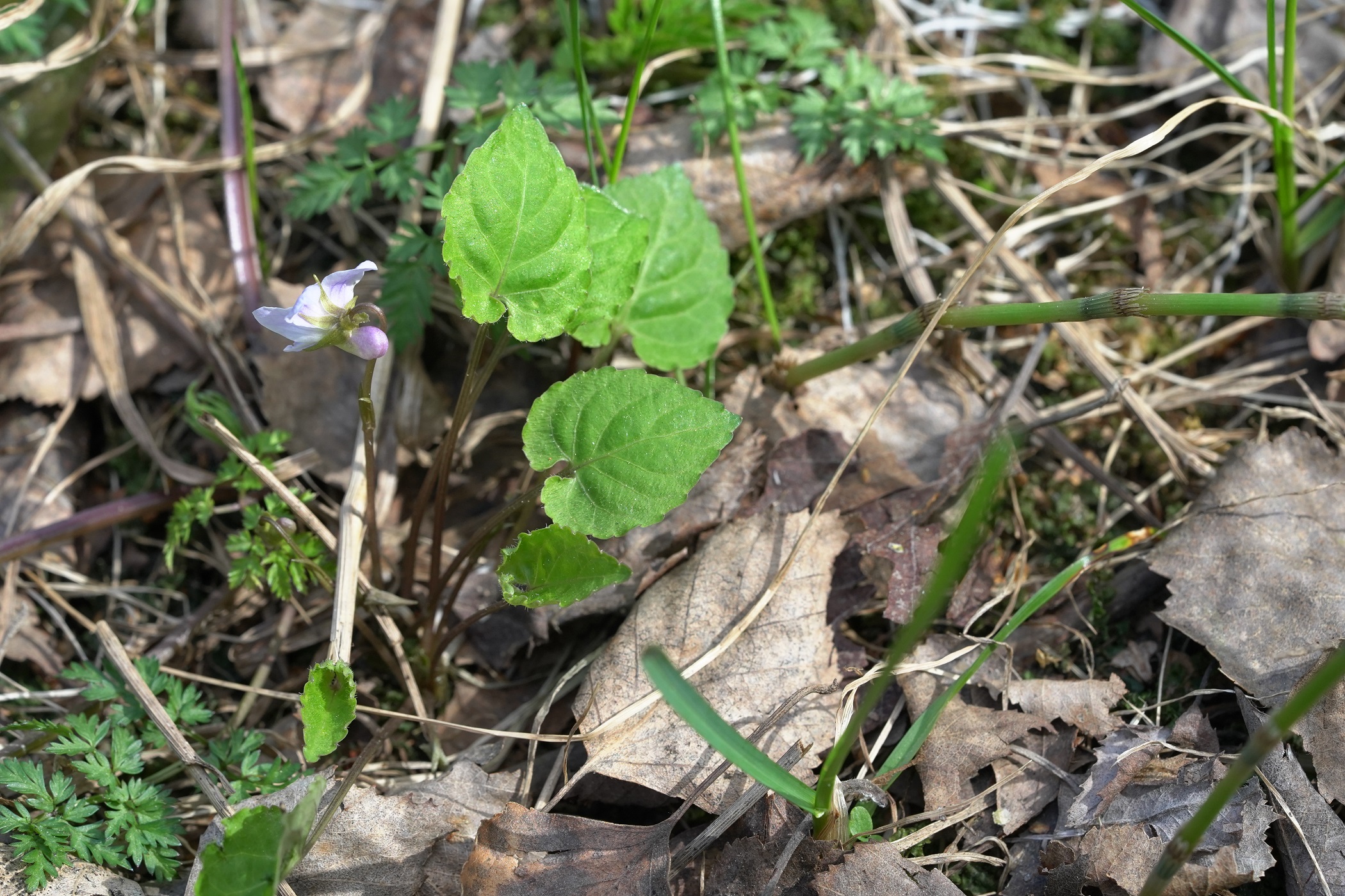 Viola selkirkii 1.JPG