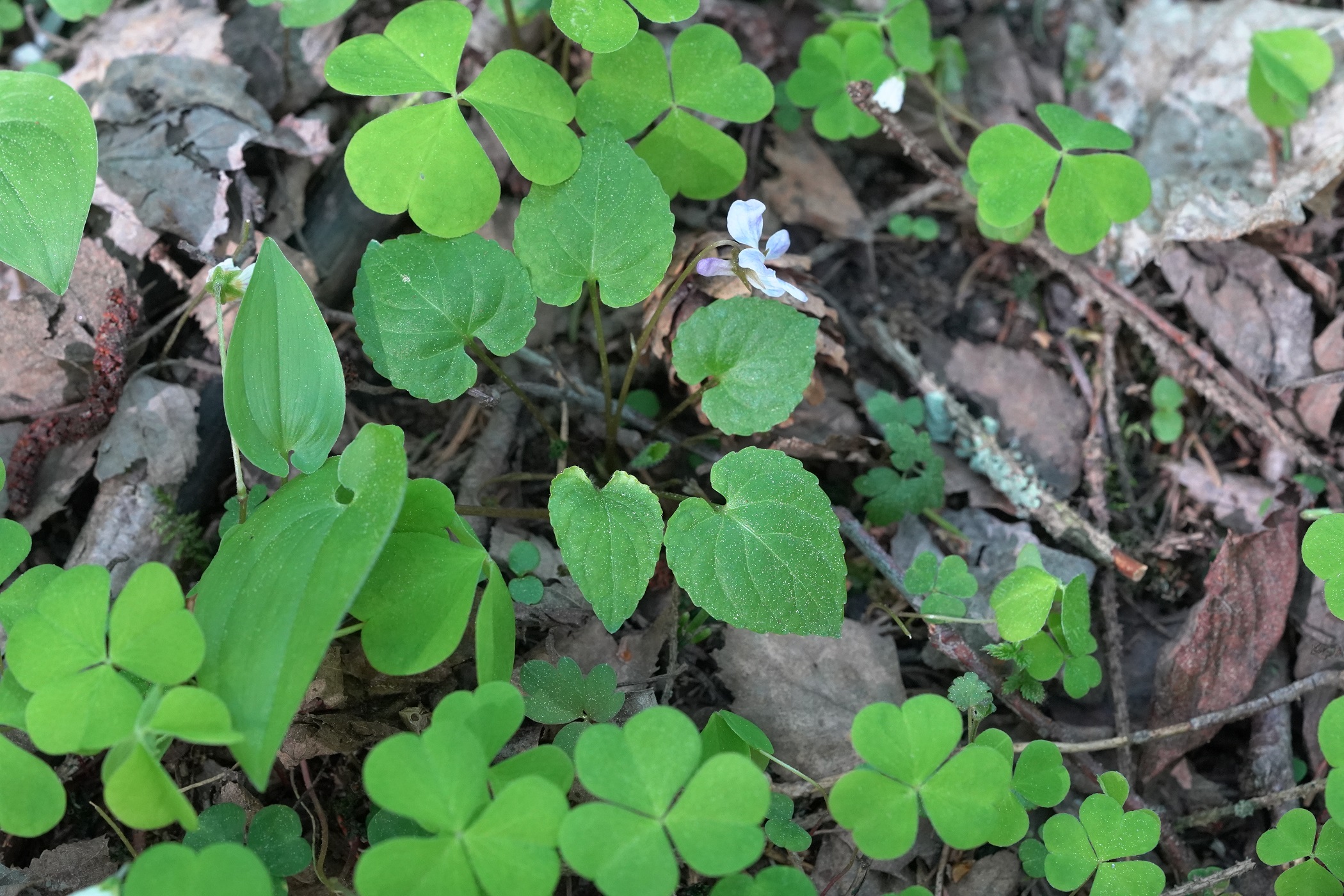 Viola selkirkii 2.JPG