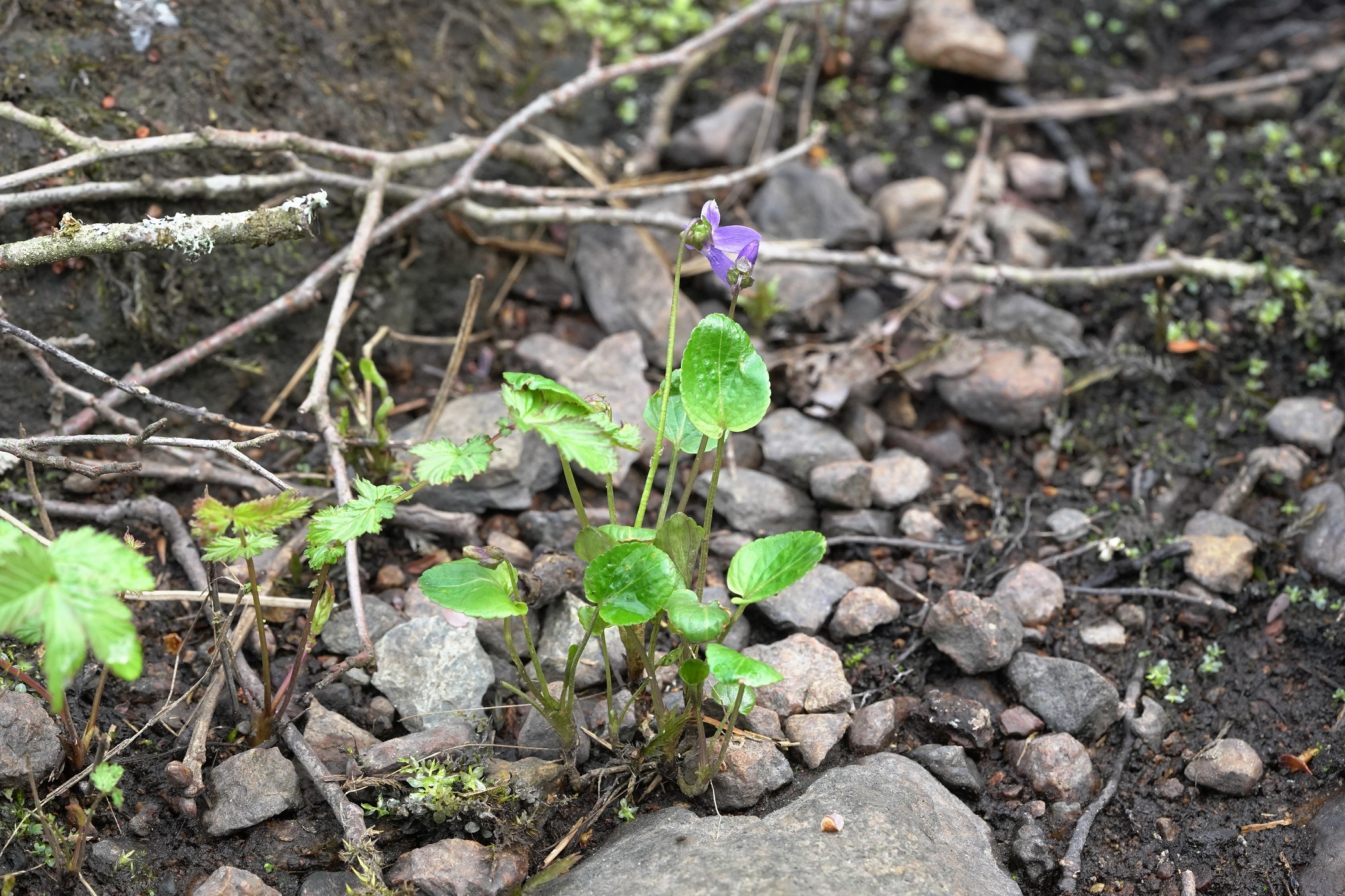 Viola uliginosa 1.JPG