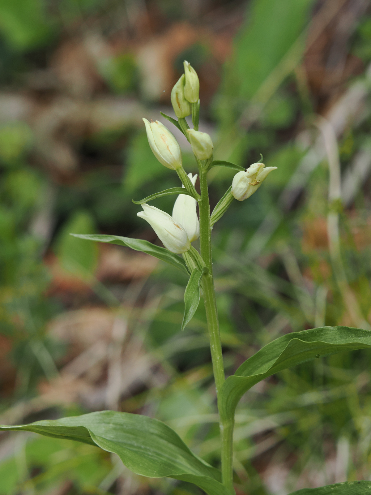 Cephalanthera damasonium.jpg