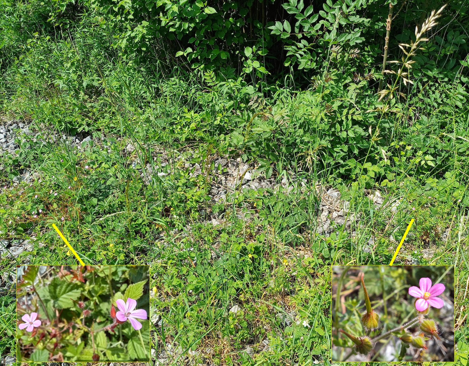 geranium robertianum li u purpureum re petronell-carnuntum 20240520_105958.jpg