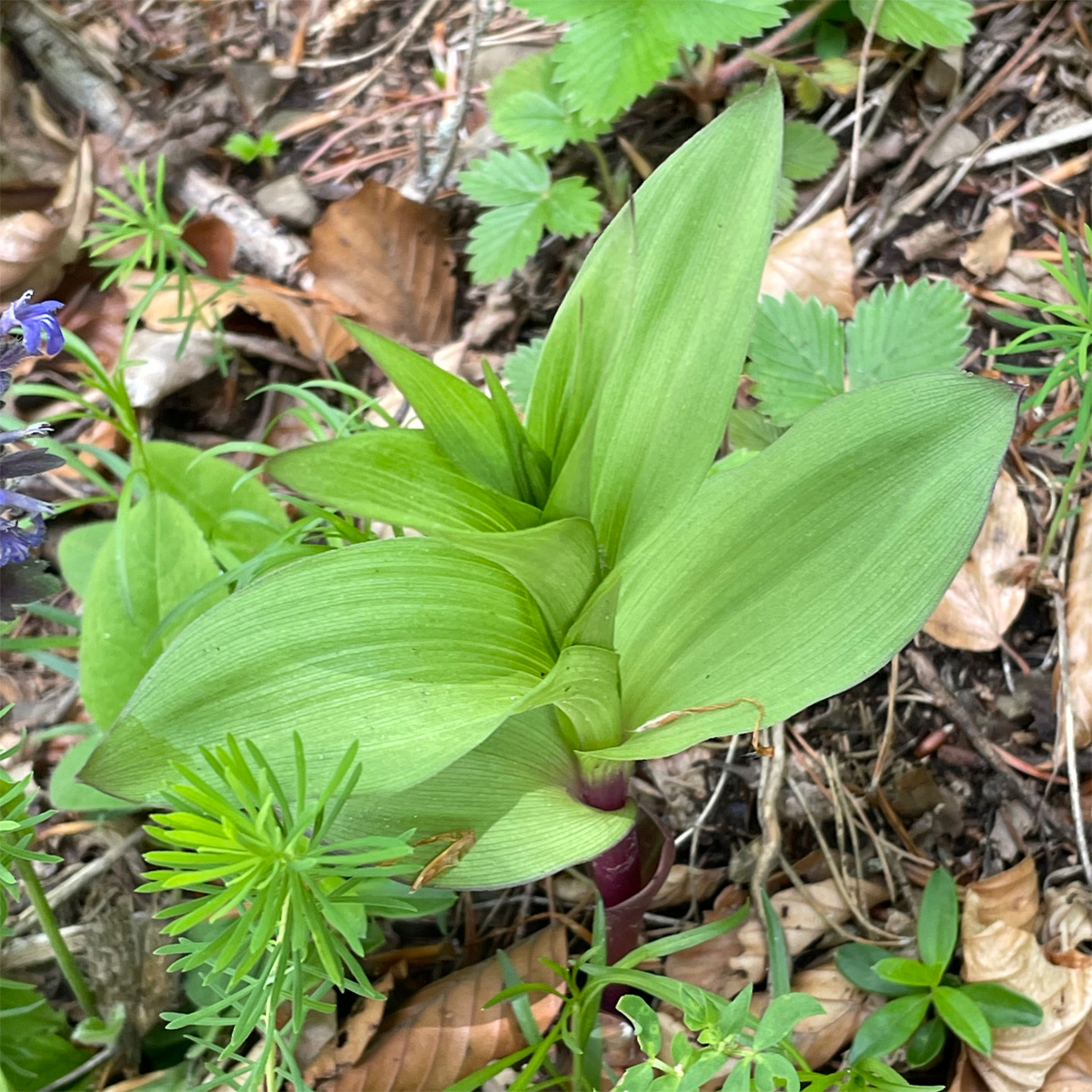 epipactis_stattegg.jpg