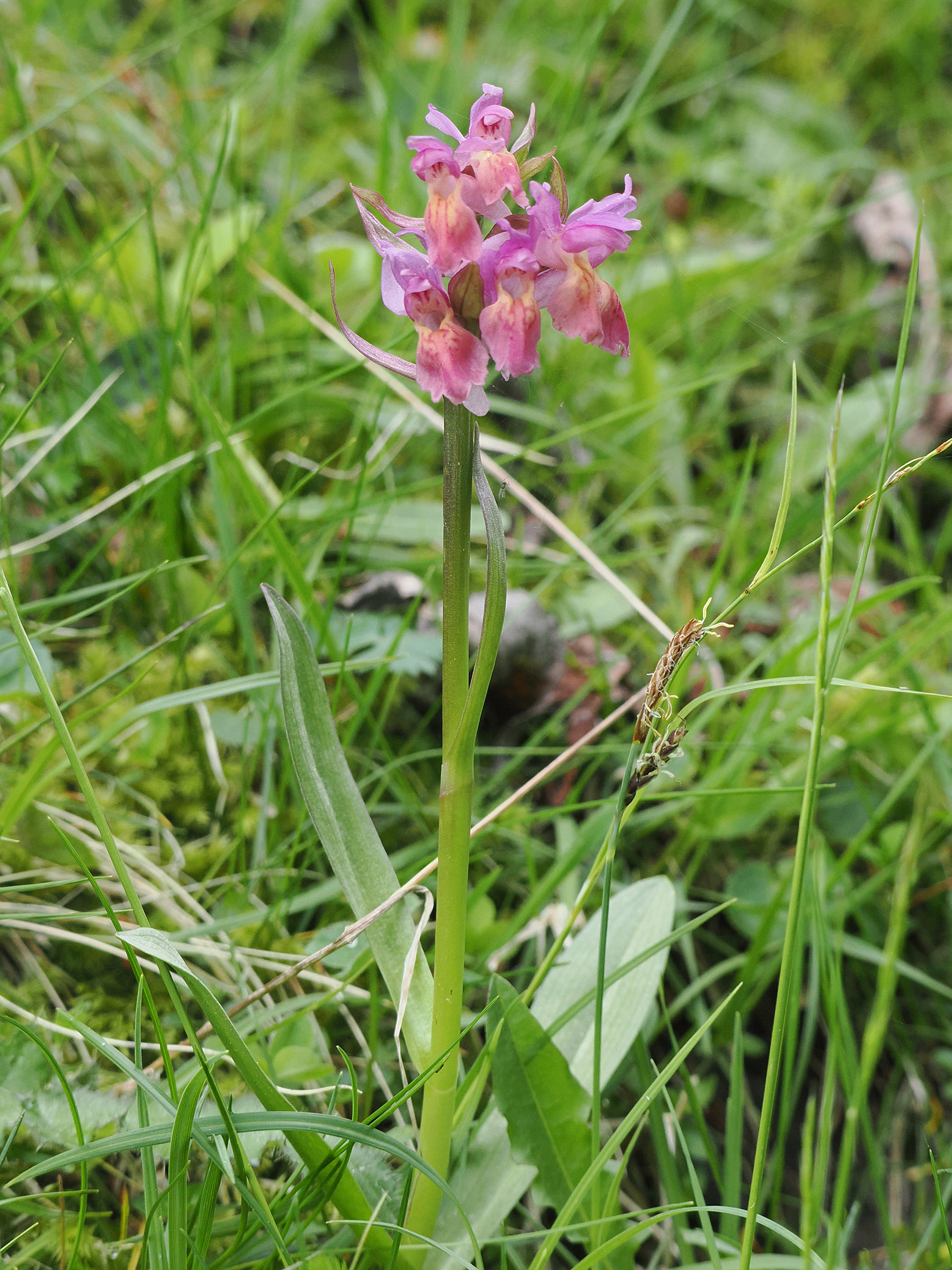 dactylorhiza sambucina_gleinalm.jpg