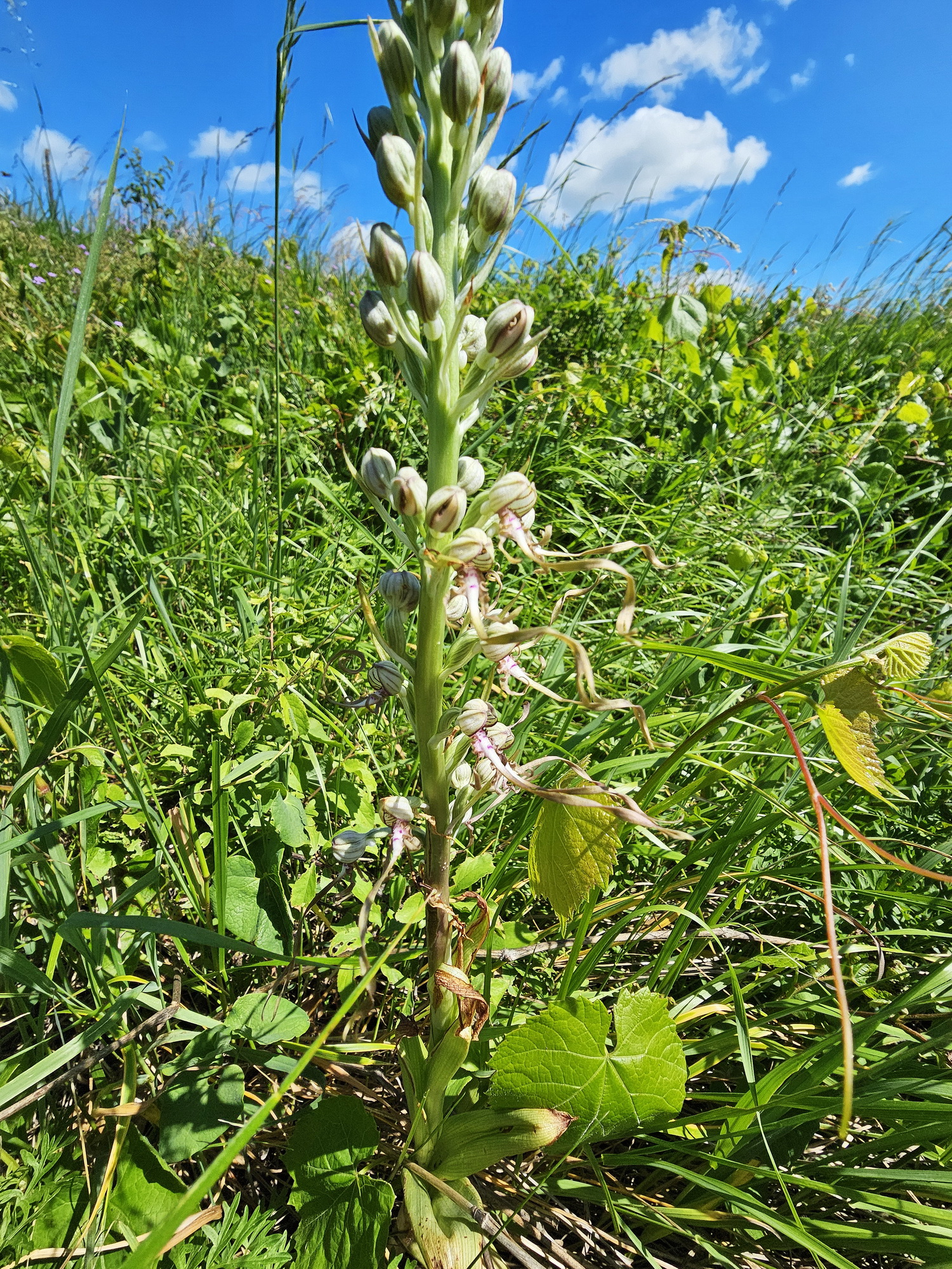 Himantoglossum adriaticum.jpg