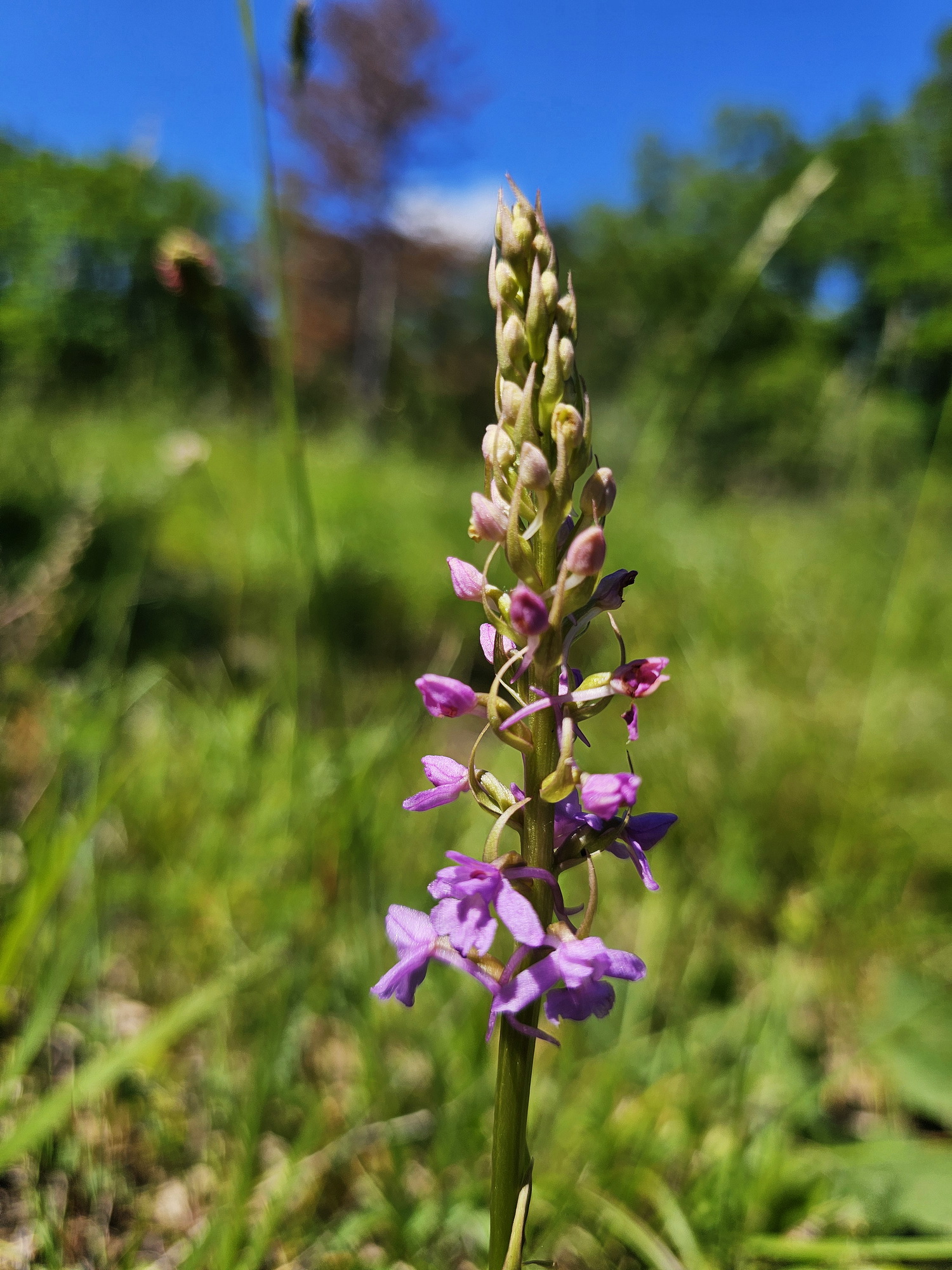 Gymnadenia conopsea.jpg