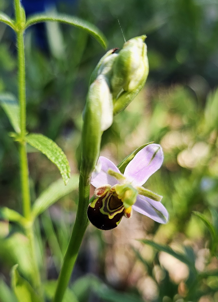 Ophrys apifera 2.jpg