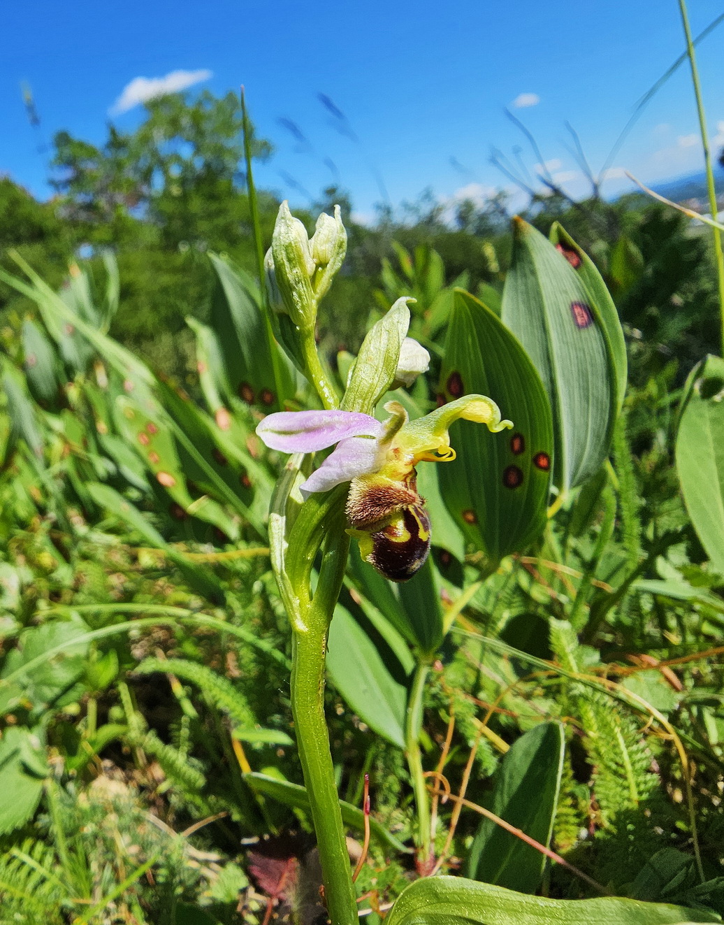 Ophrys apifera1.jpg