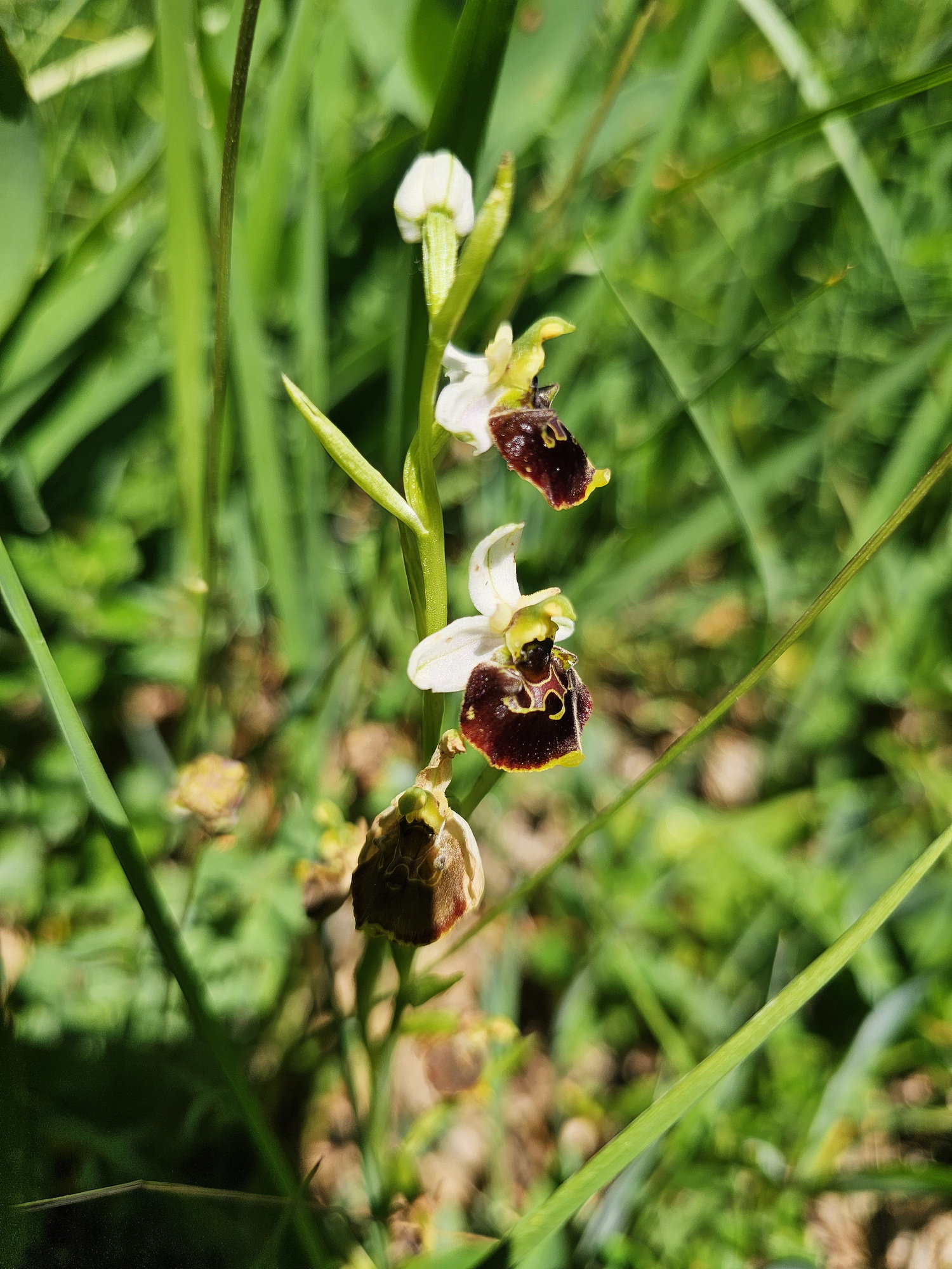 Ophrys holoserica 2.jpg