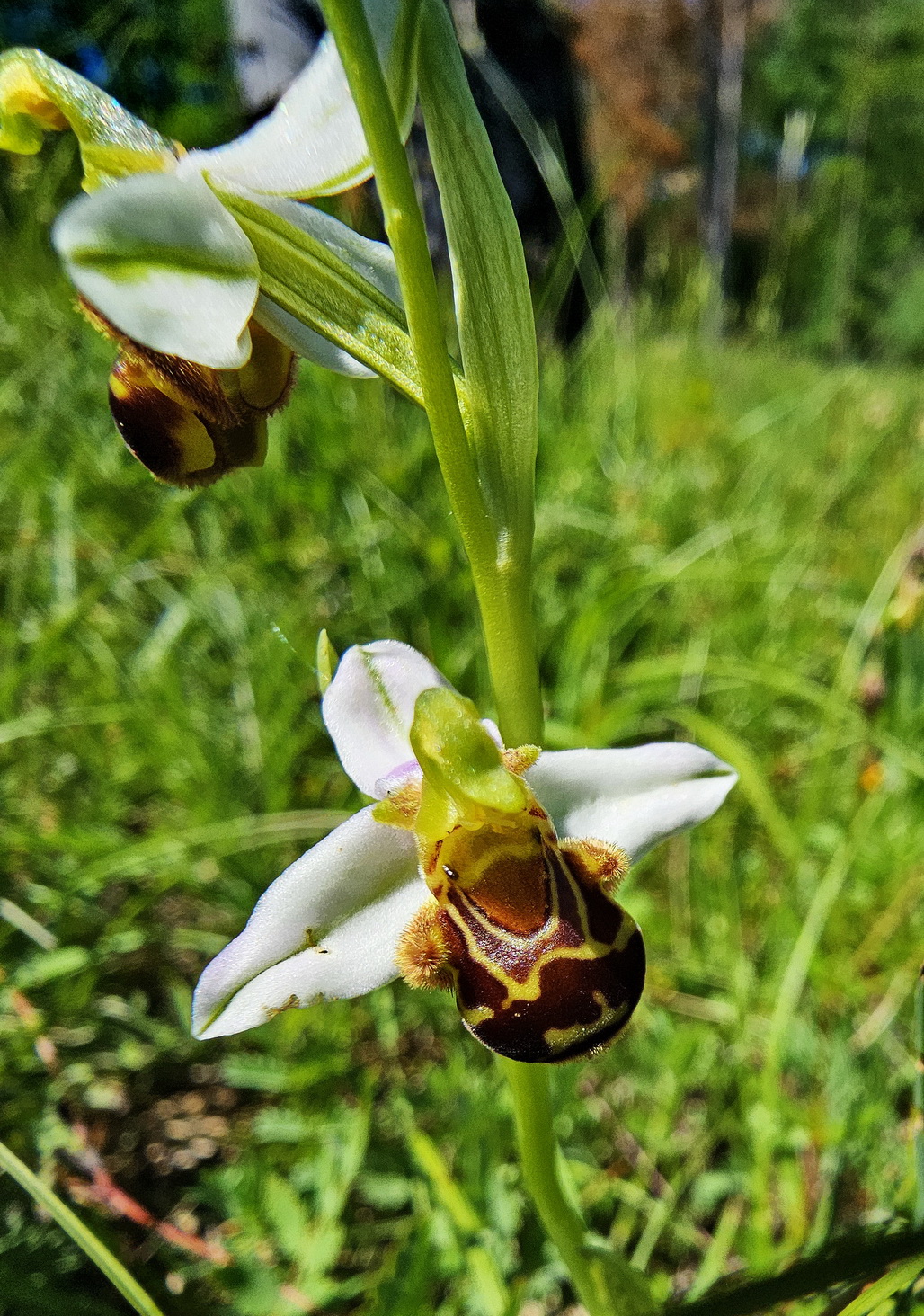 Ophrys holoserica 1.jpg