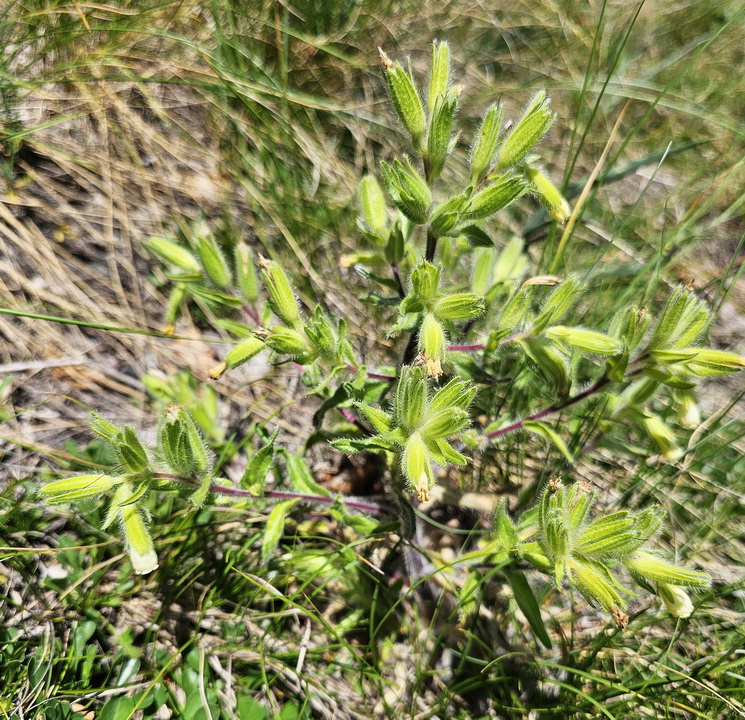 Onosma visanii 1.jpg