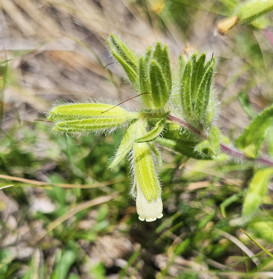 Onosma visanii 2.jpg