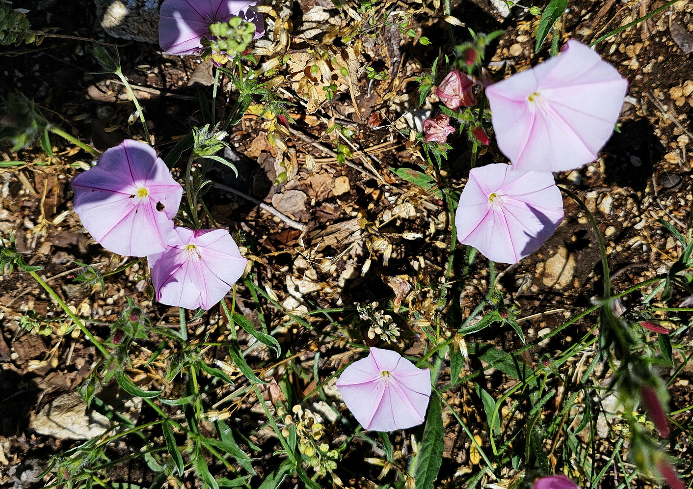 Convolvulus cantabrica.jpg