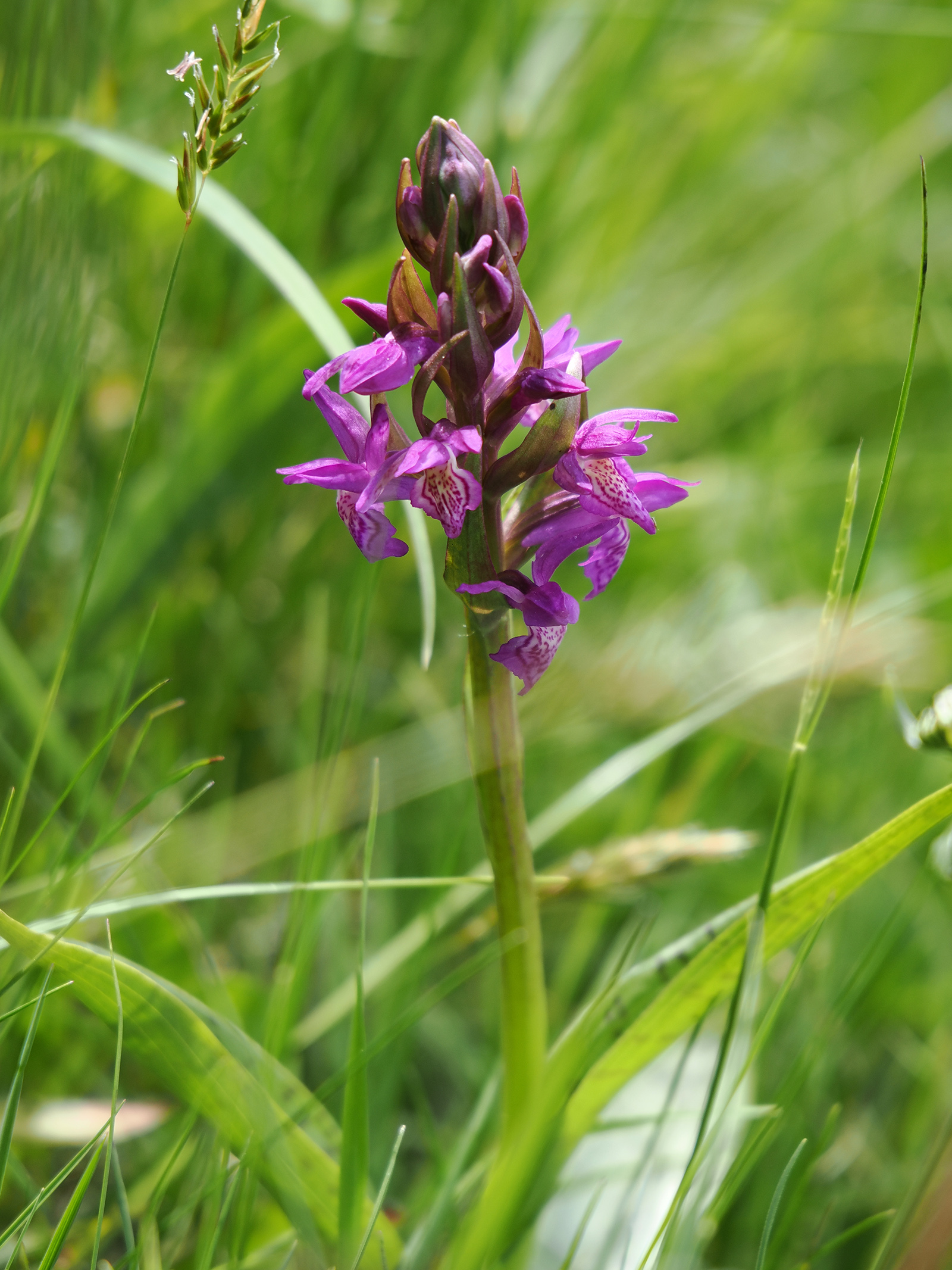 Dactylorhiza plesch.jpg