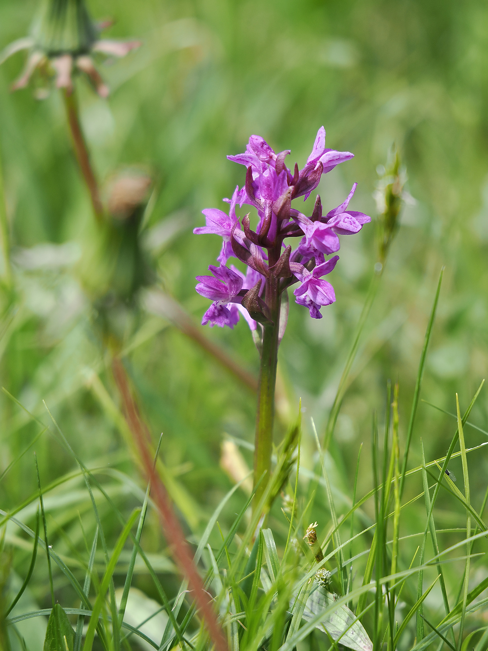 Dactylorhiza2 plesch.jpg