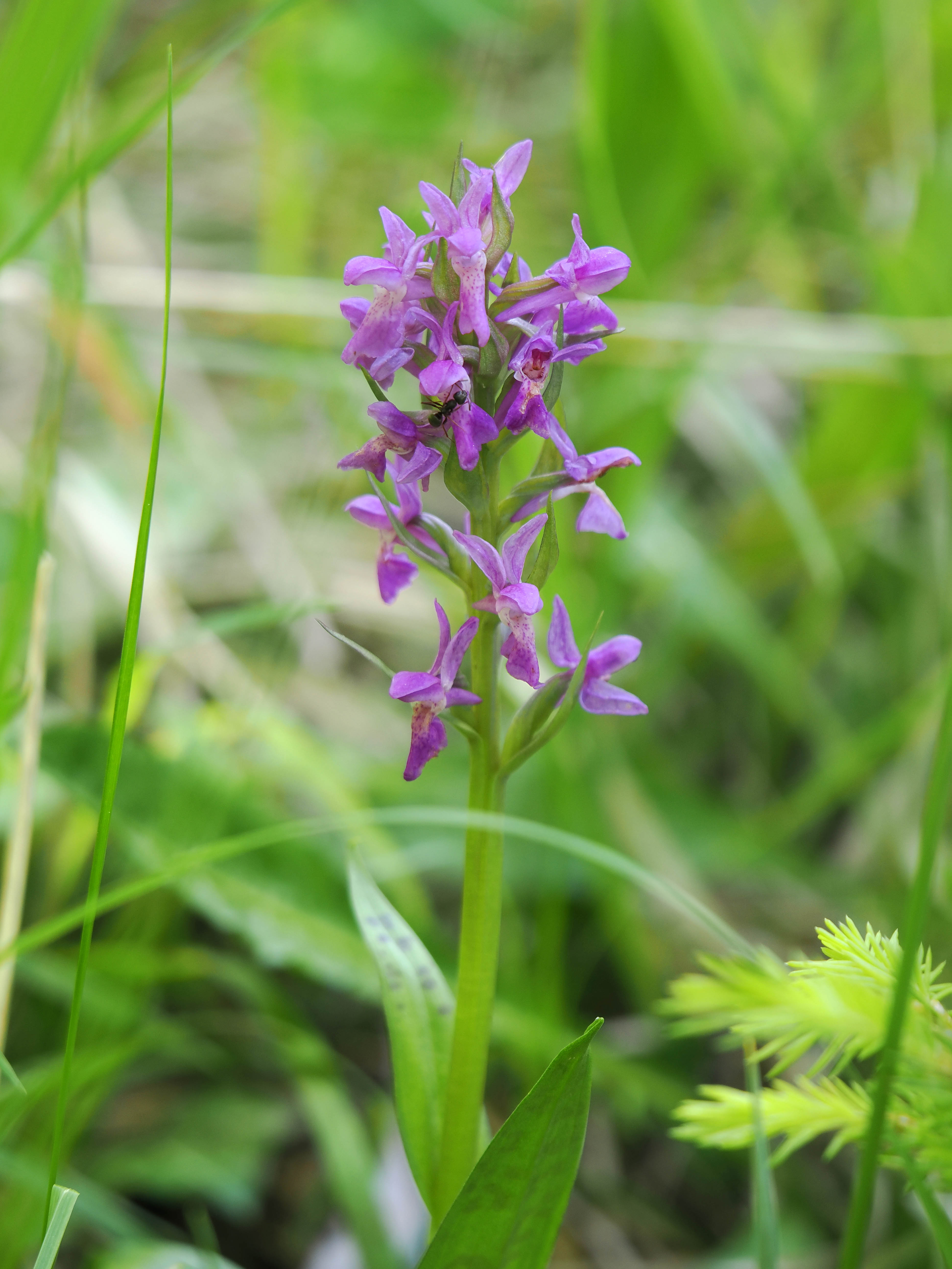 Dactylorhiza3 plesch.jpg