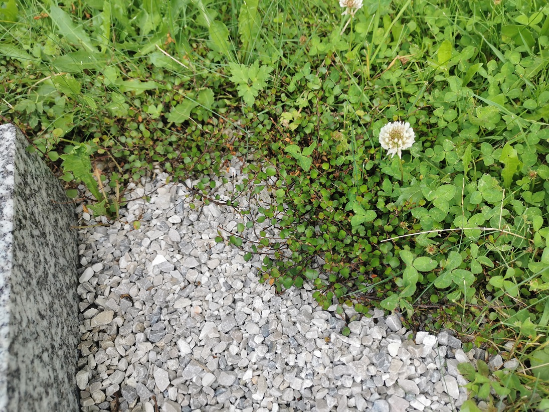 Muehlenbeckia complexa_Fh Seewalchen_2.jpg