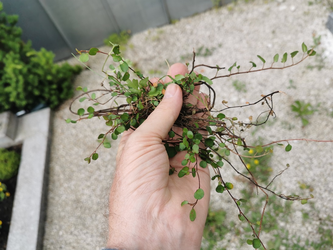Muehlenbeckia complexa_Fh Seewalchen_Detail.jpg