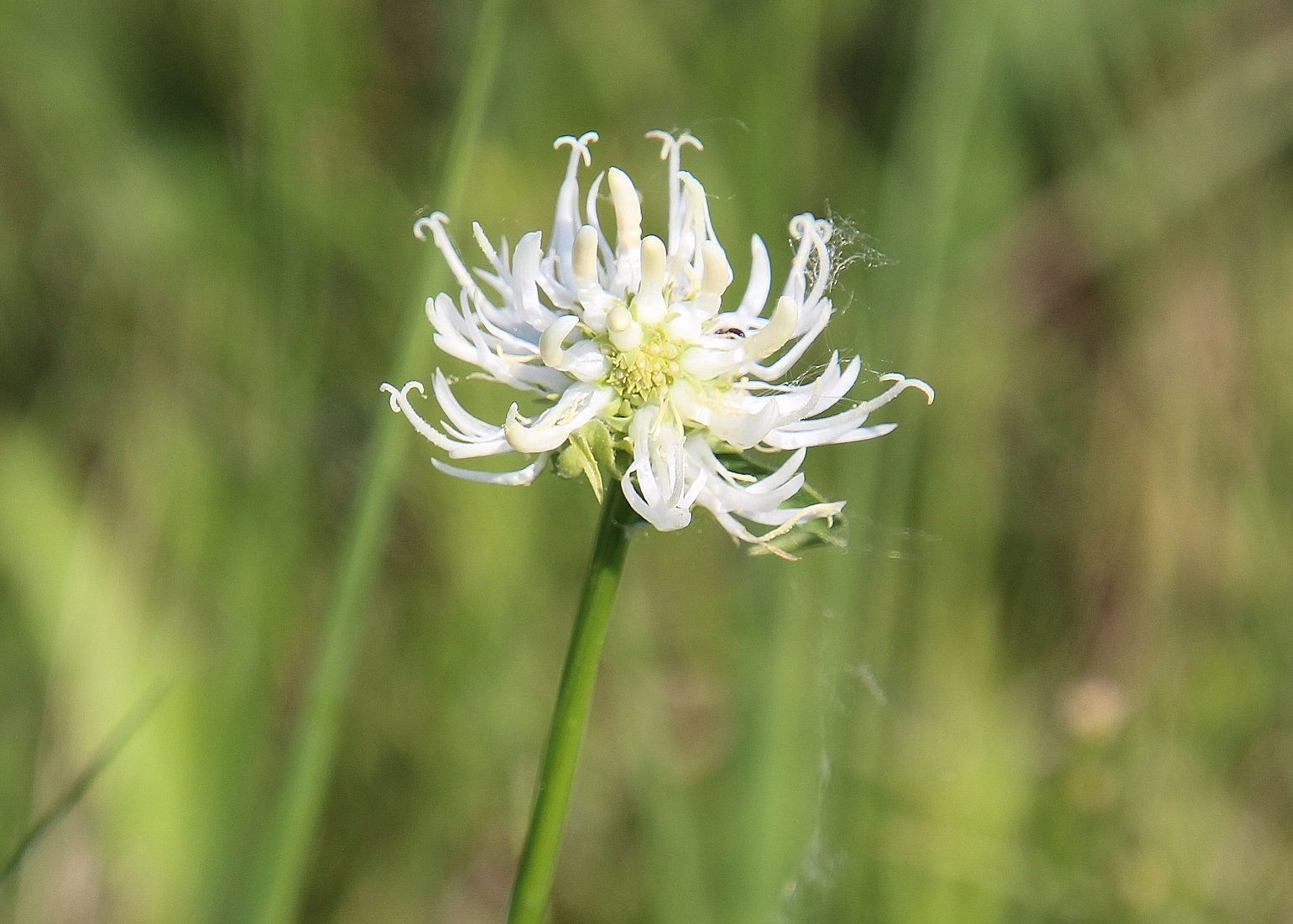 Götzendorf - 09052024 - (17) - Phyteuma orbiculare - Rundkopf-Teufelskralle - Alba.JPG