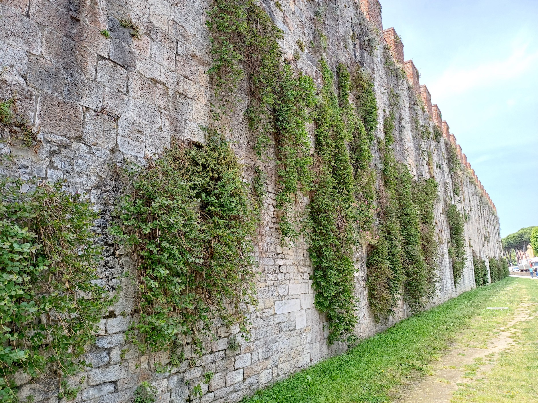 capparis spinosa pisa toskana italien 20240529_113131.jpg