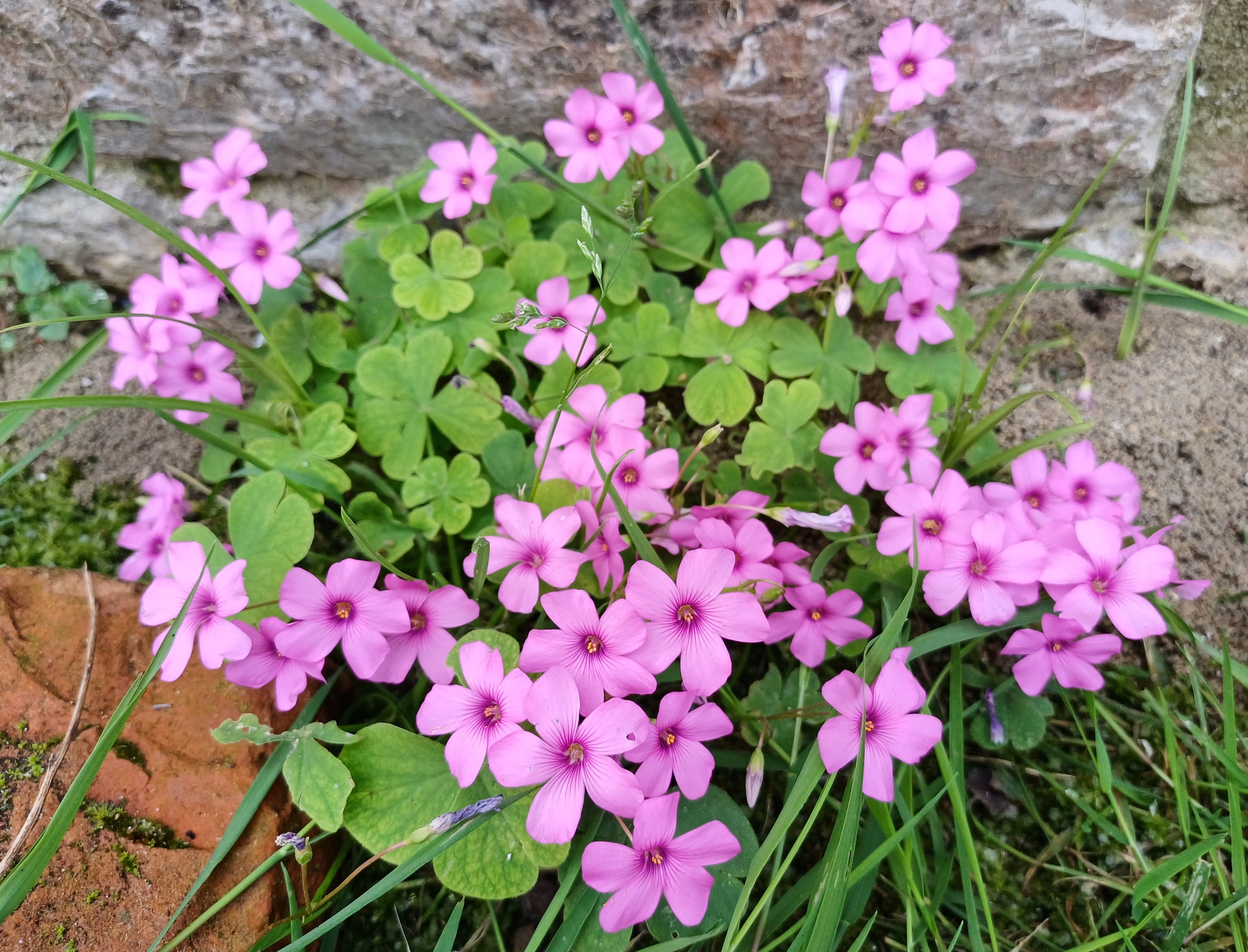 oxalis articulata pisa toskana italien 20240529_124111.jpg