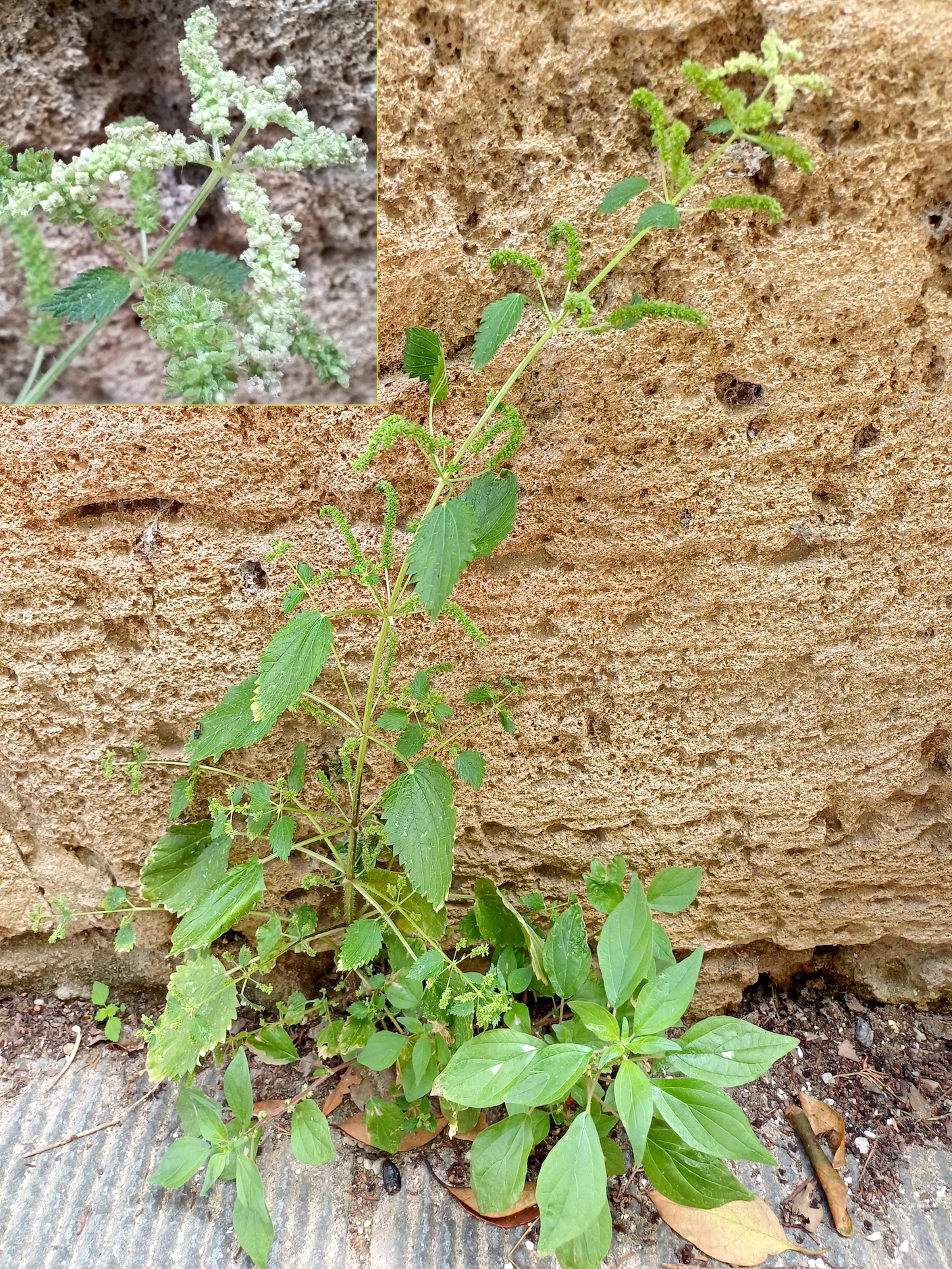 urtica membranacea pisa toskana italien 20240529_123727.jpg