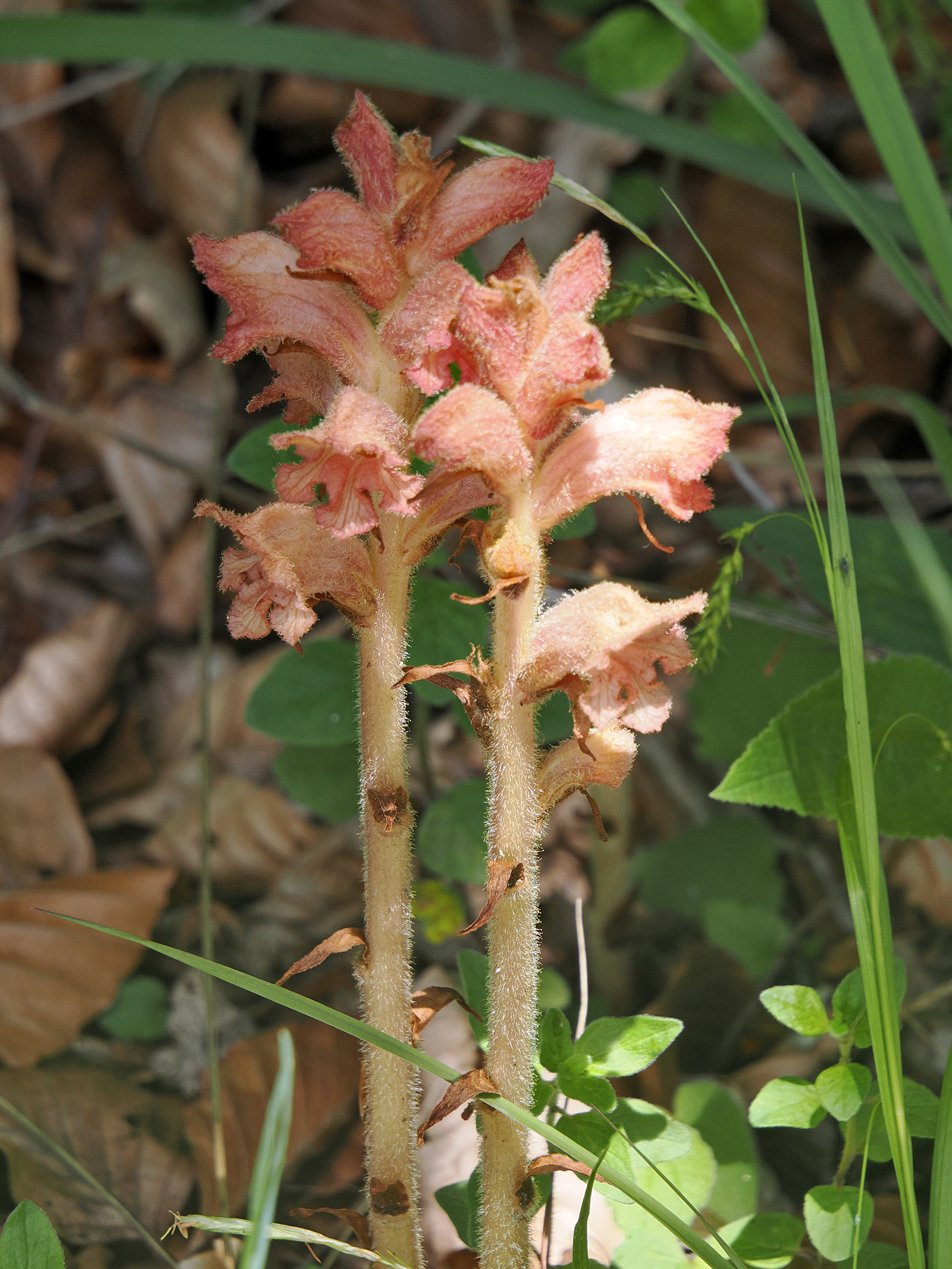 Orobanche caryophyllacea_burgstall.jpg