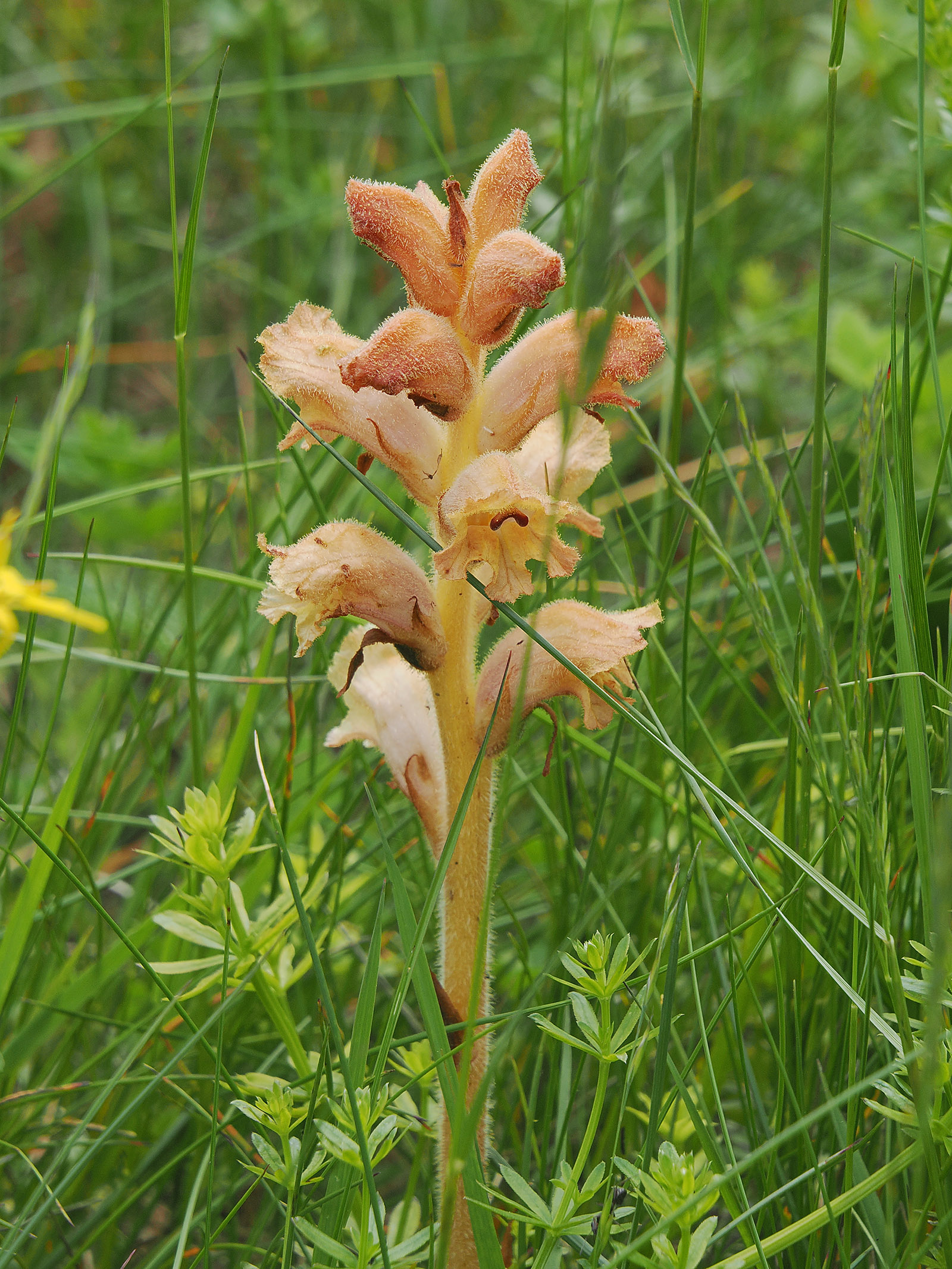 Orobanche caryophyllacea2_burgstall.jpg