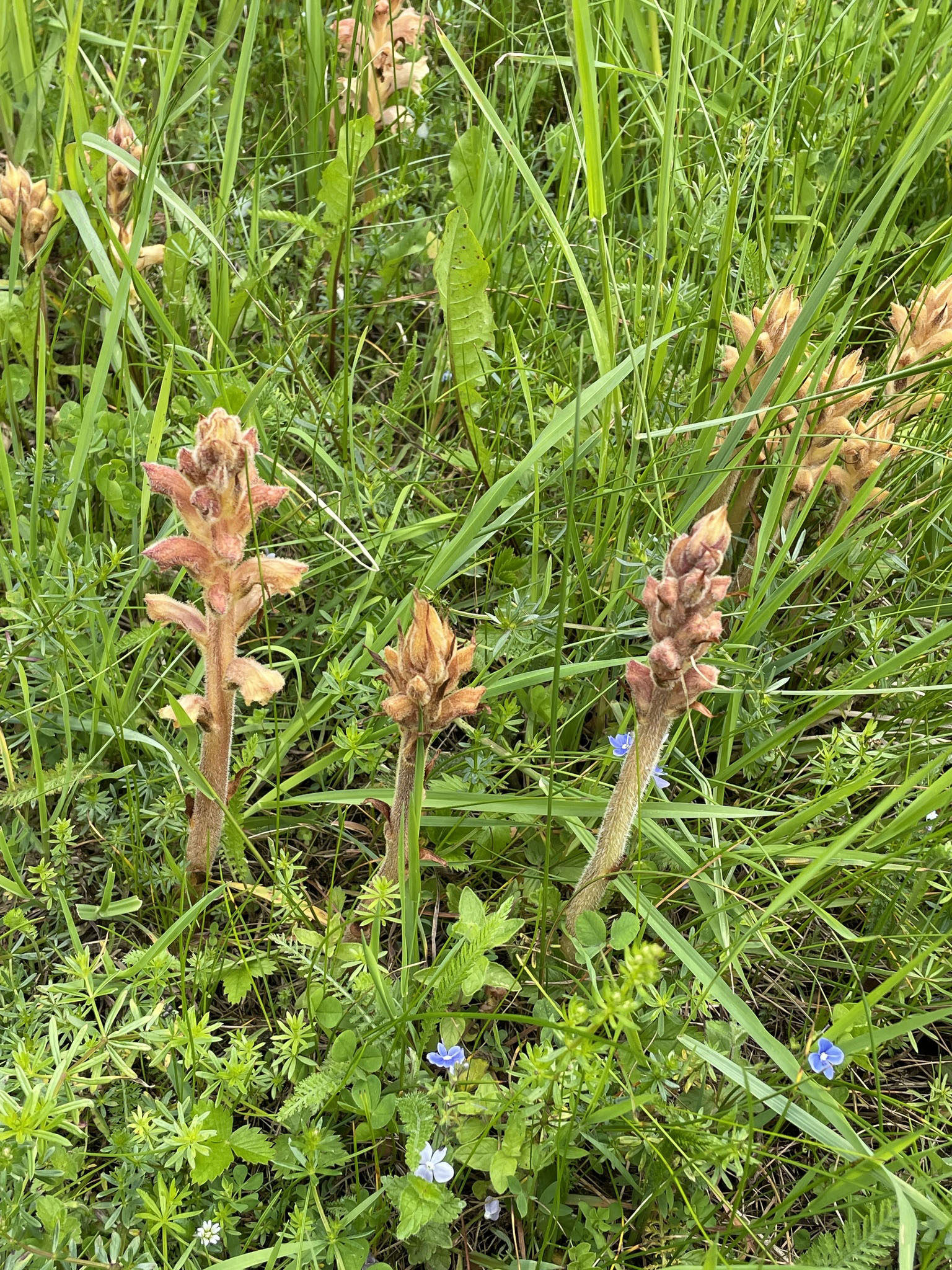 Orobanche caryophyllacea3_burgstall.jpg