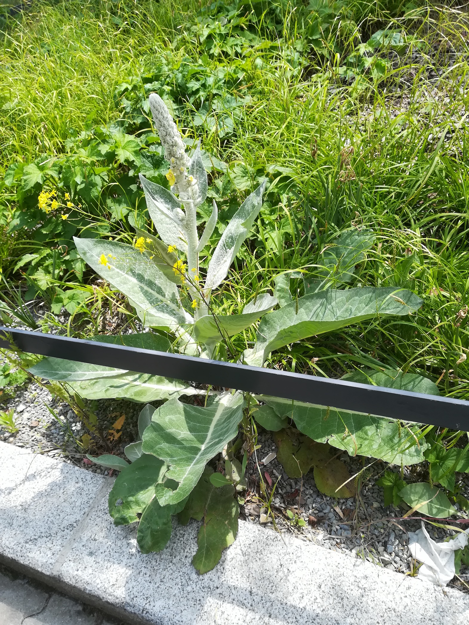 verbascum bombyciferum sonnwendviertel_20180518_125300.jpg