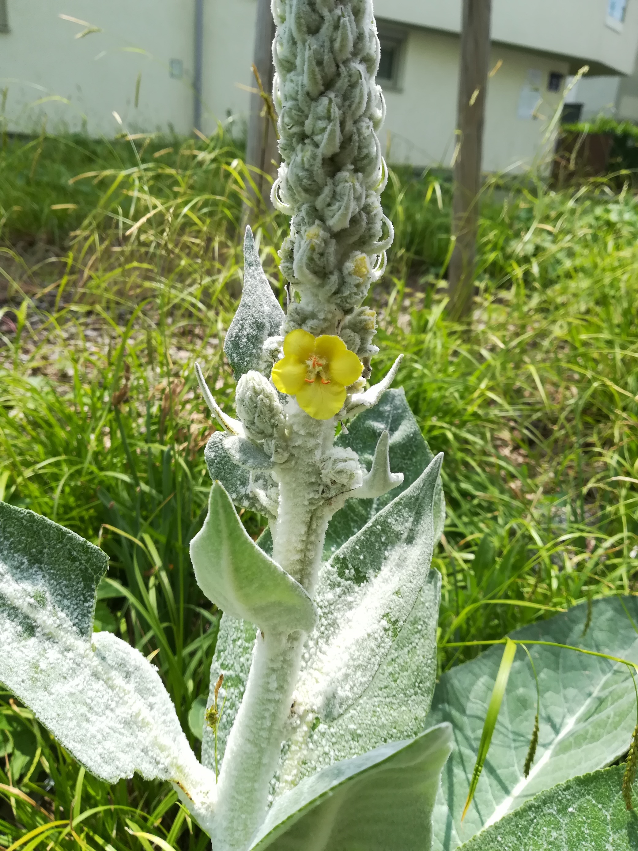 verbascum bombyciferum sonnwendviertel_20180518_125304.jpg