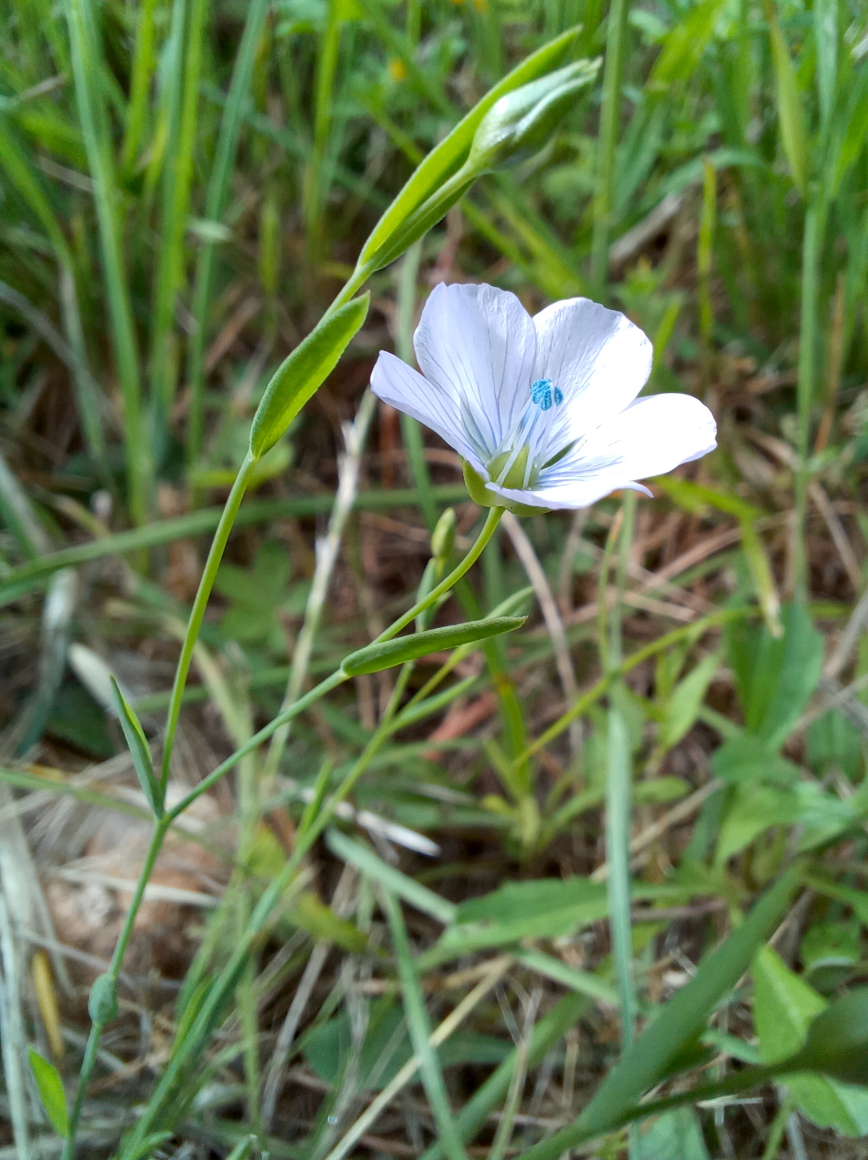 linum bienne montenero livorno toscana italien 20240530_095223.jpg