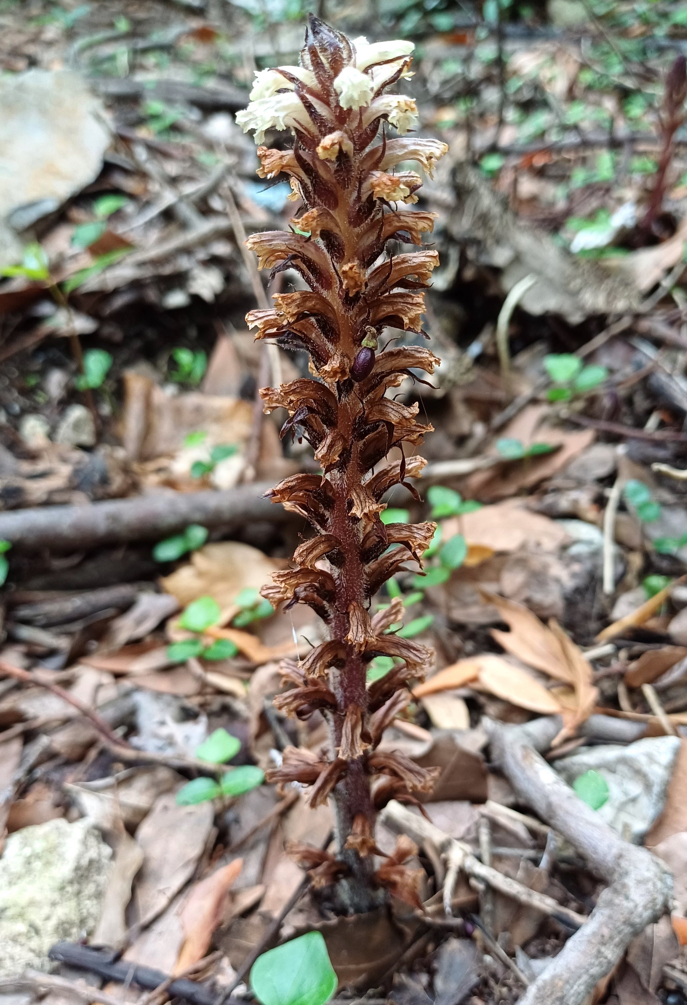 orobanche hederae montenero livorno toscana italien 20240530_095359.jpg