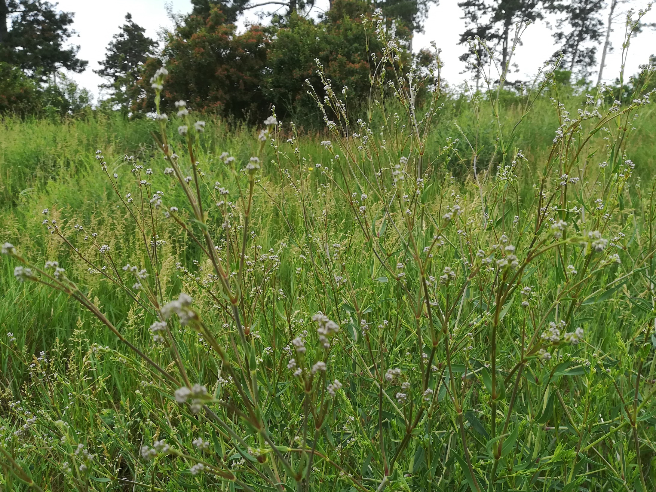 schwarzföhrenforst N bhf lassee_20180518_104546.jpg