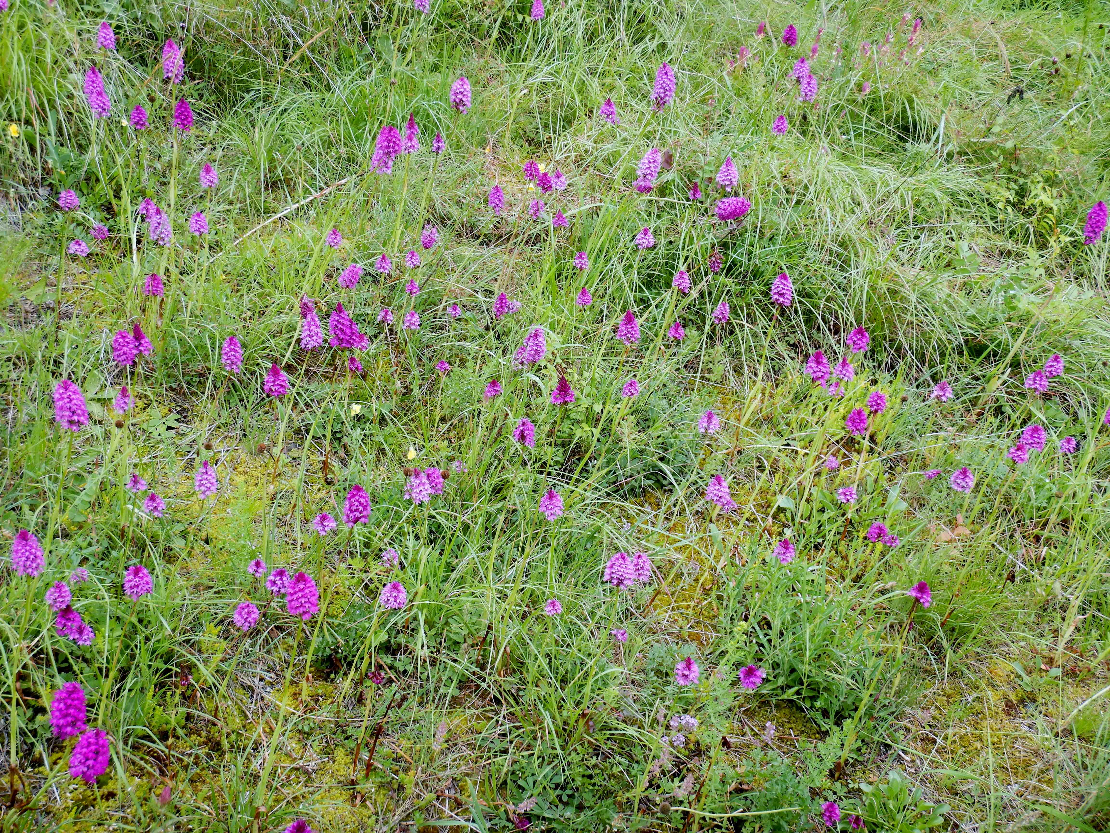DSCN7673 anacamptis pyramidalis, hainburg, 2024-06-01.jpg