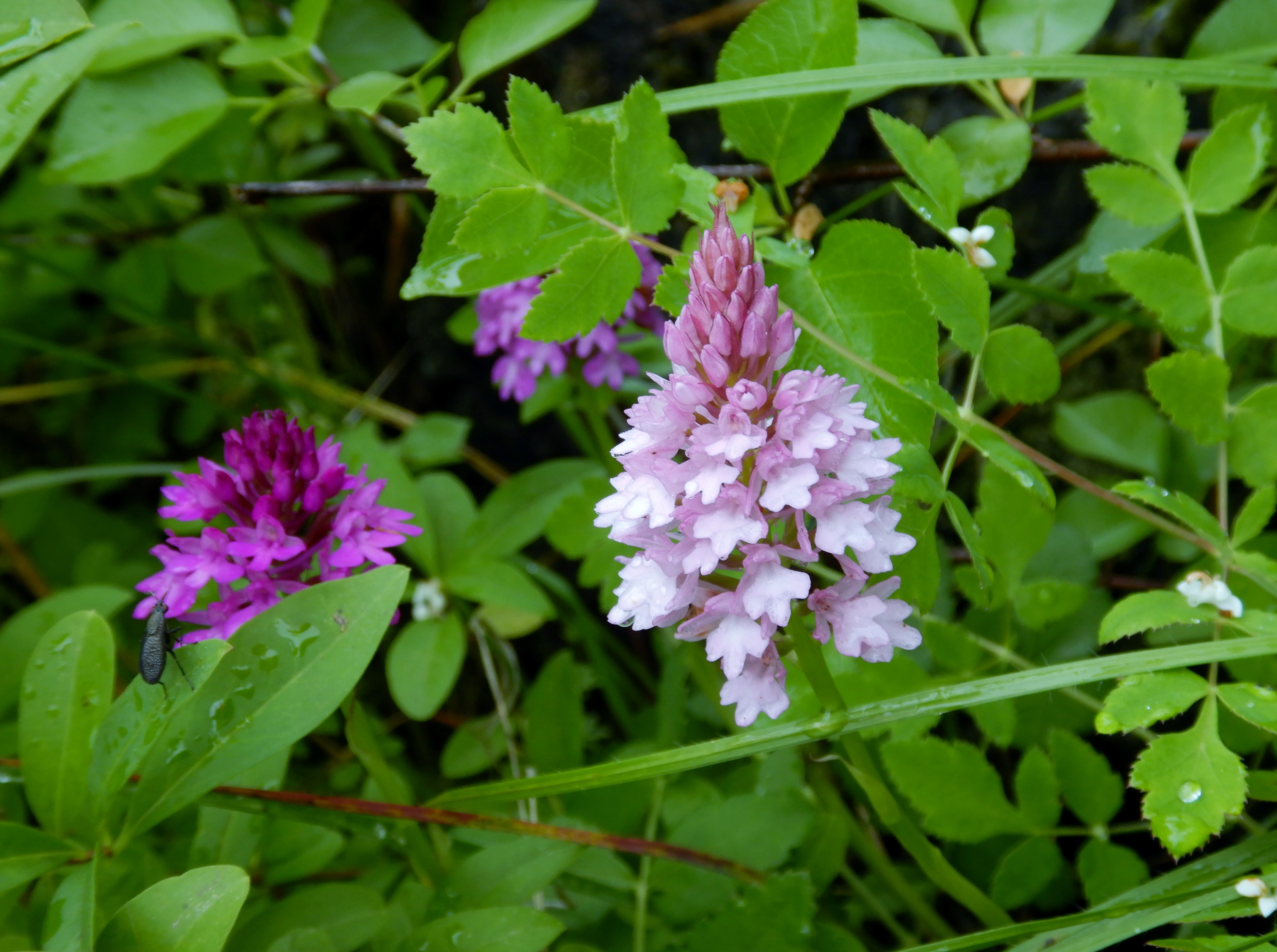 DSCN7690 anacamptis pyramidalis, hainburg, 2024-06-01.jpg