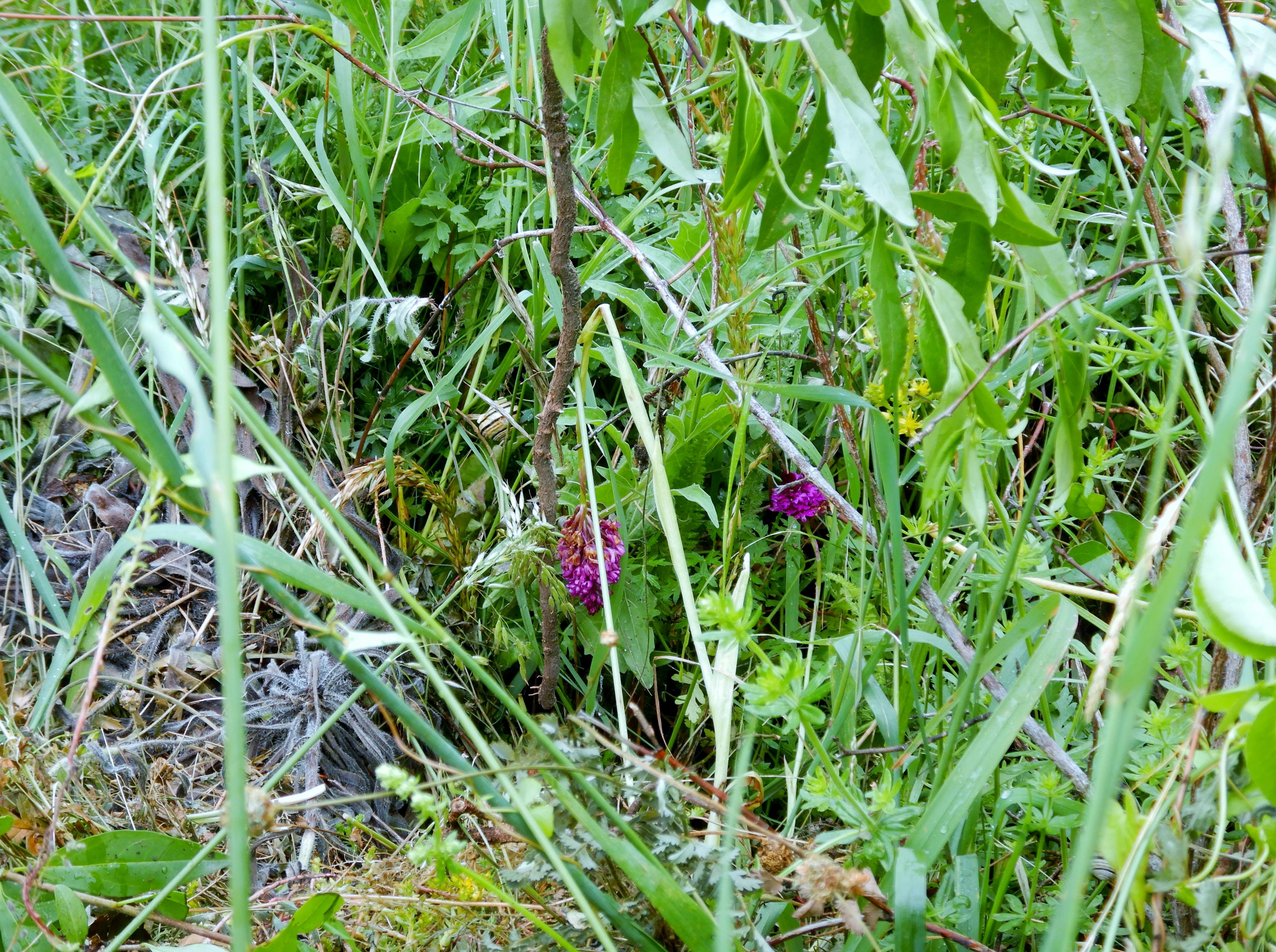 DSCN7721 anacamptis pyramidalis ausgerupft, hainburg, 2024-06-01.jpg