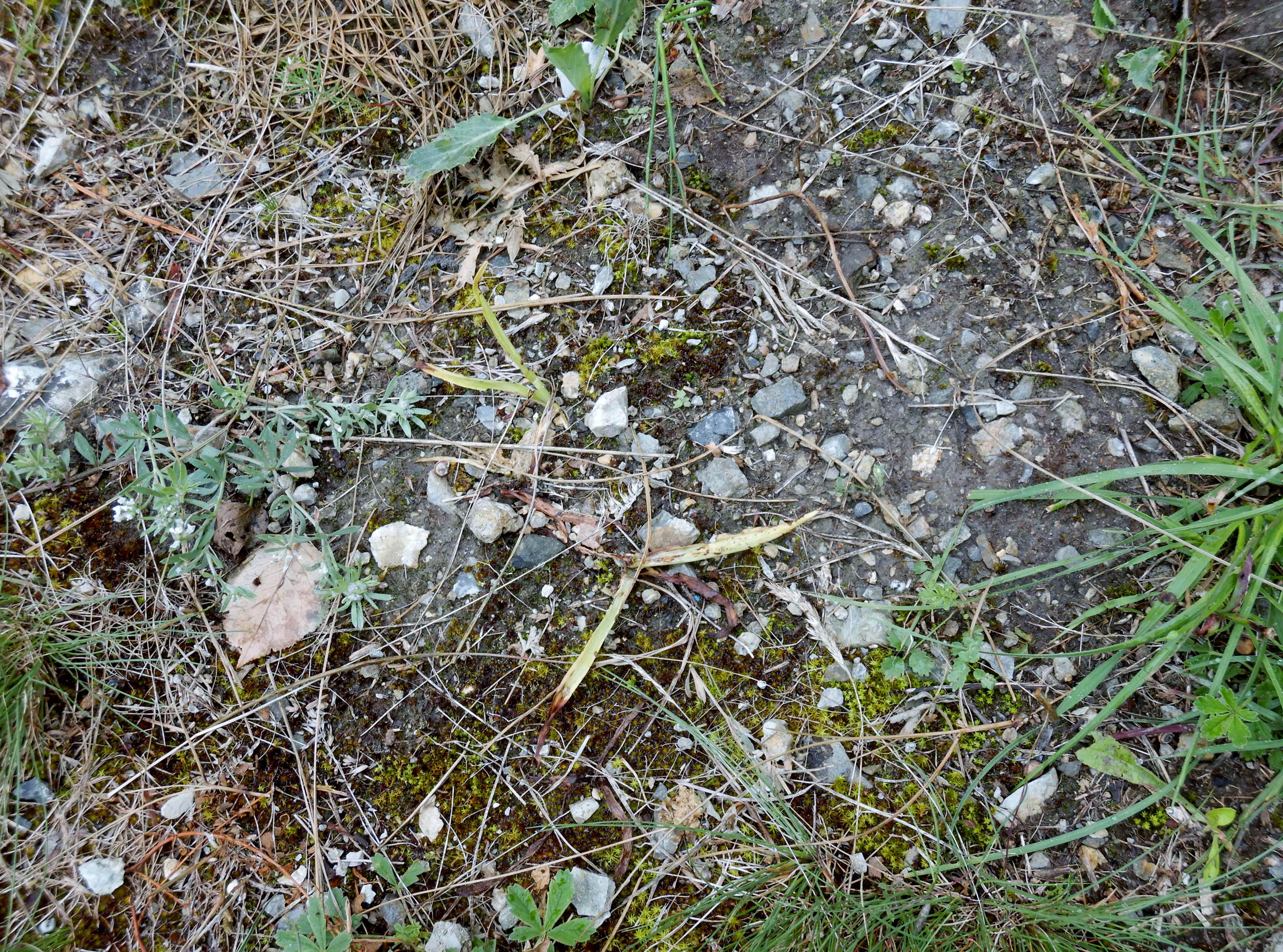 DSCN7725 anacamptis pyramidalis abgemäht und ausgerupft, hainburg, 2024-06-01.jpg