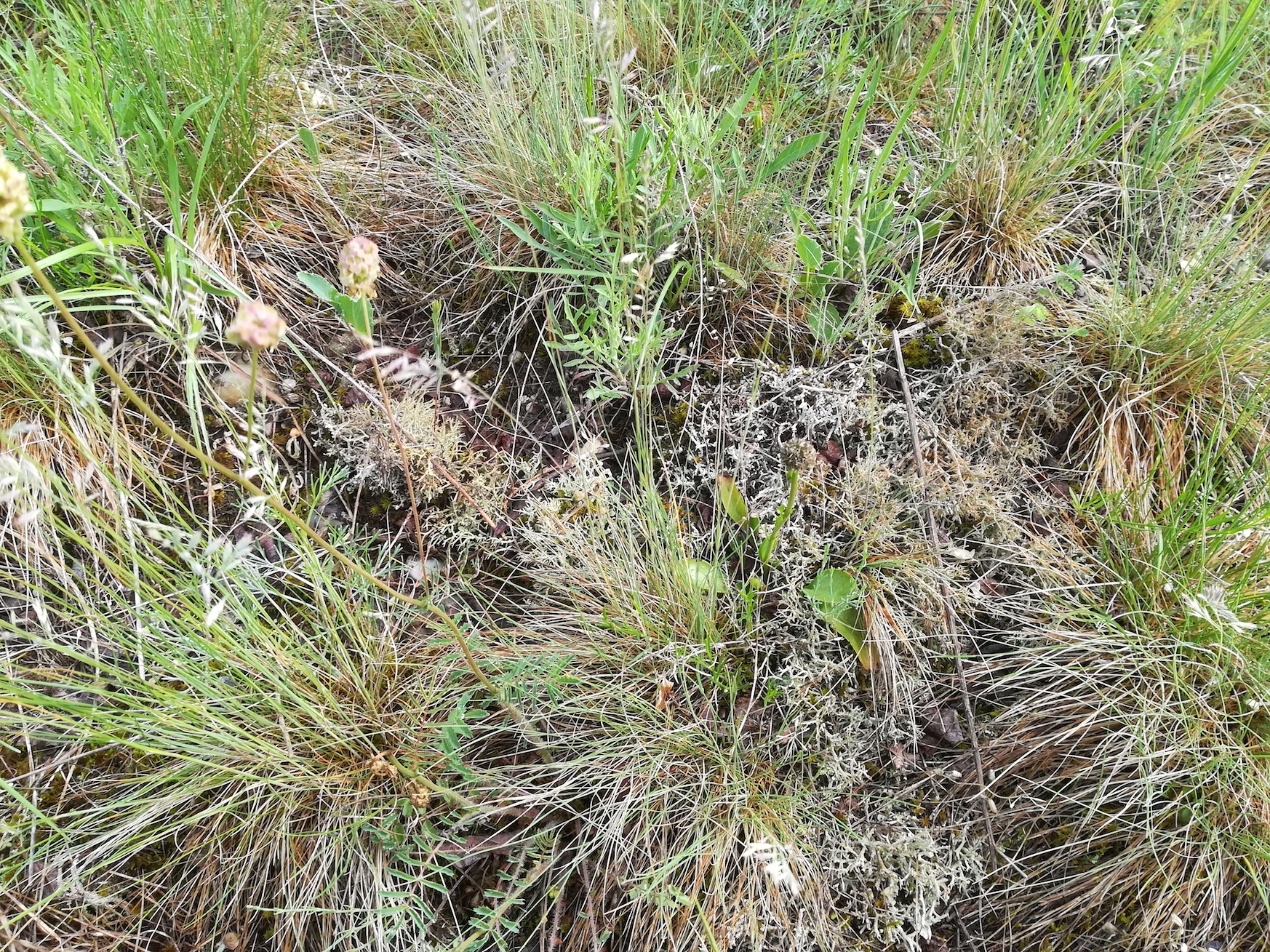 trockenrasen bodenflechten bhf lassee NW-teil flur obern wagram_20180518_072948.jpg