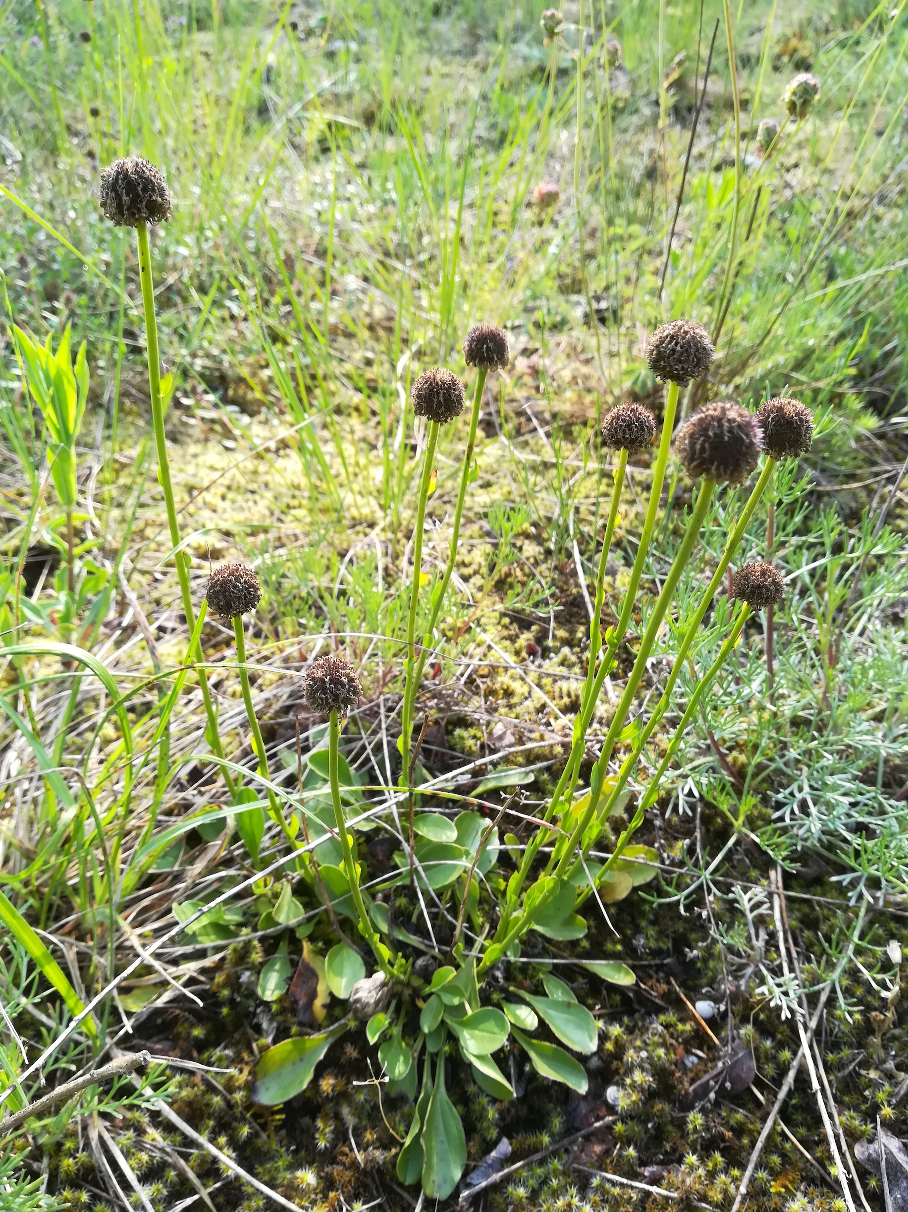 trockenrasen globularia bisnagarica bhf lassee NW-teil flur obern wagram_20180518_082153.jpg